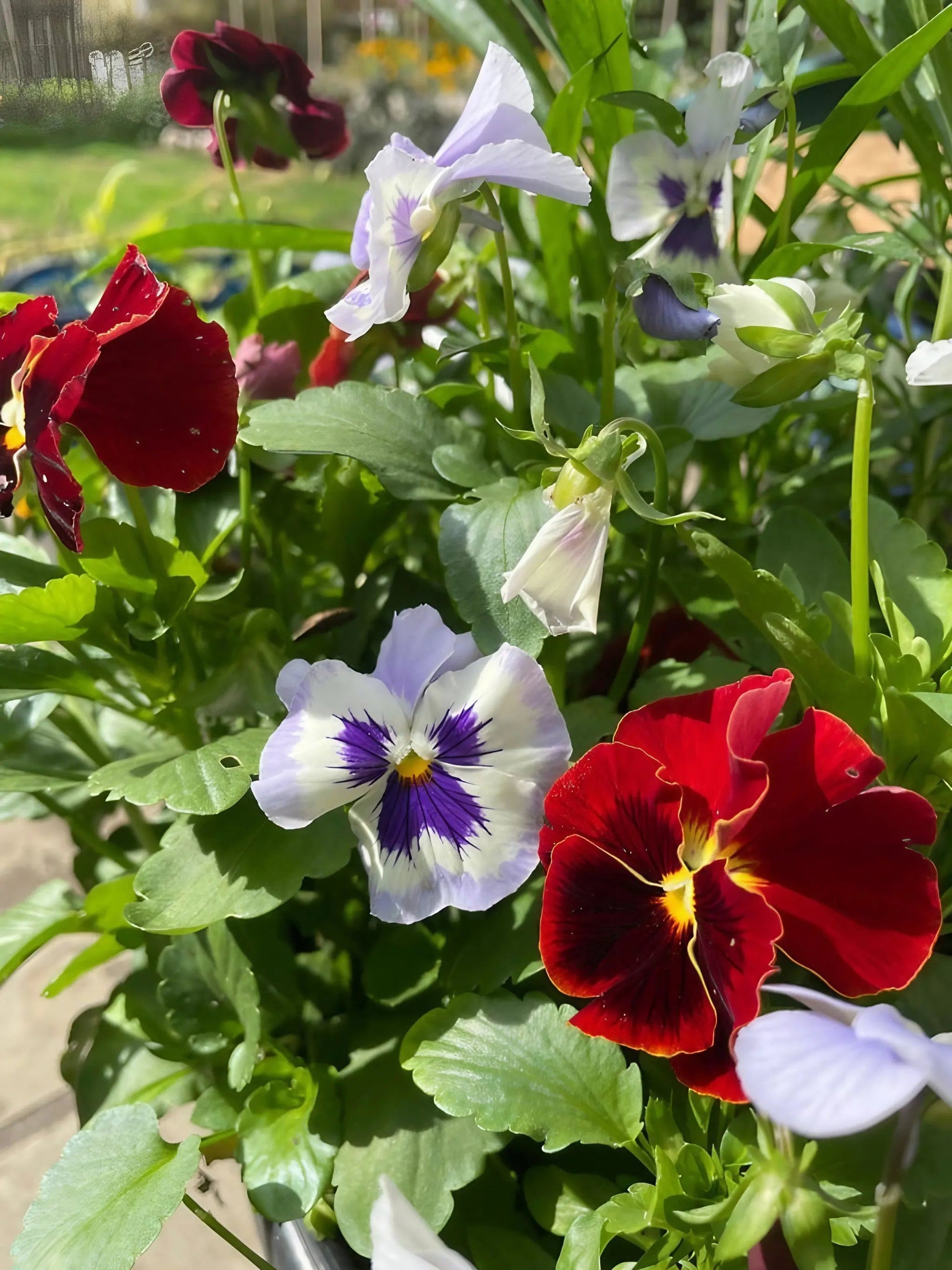 Viola Cornuta Large Flower Mix - REGN