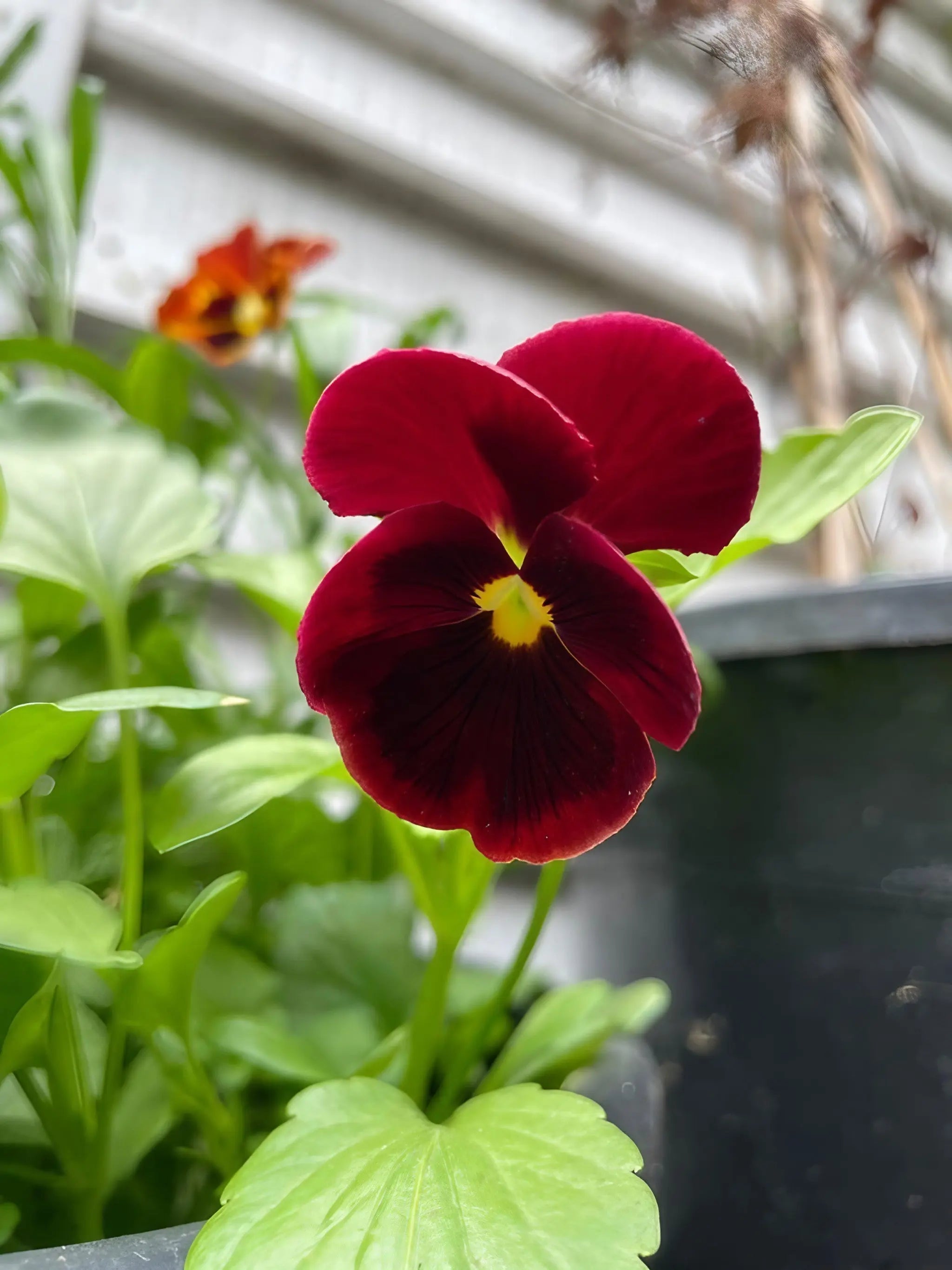 Viola Cornuta Large Flower Mix - REGN