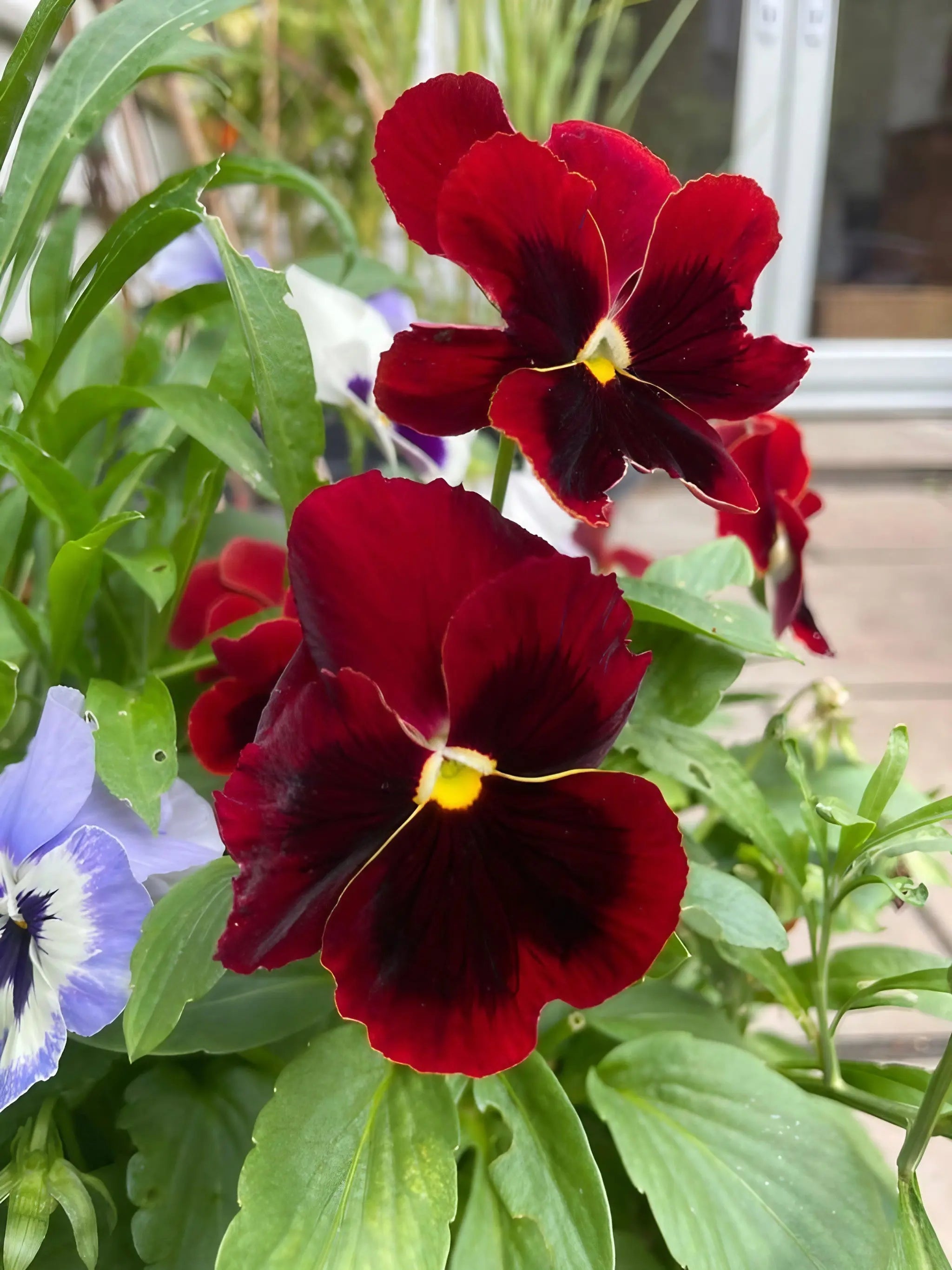 Viola Cornuta Large Flower Mix - REGN