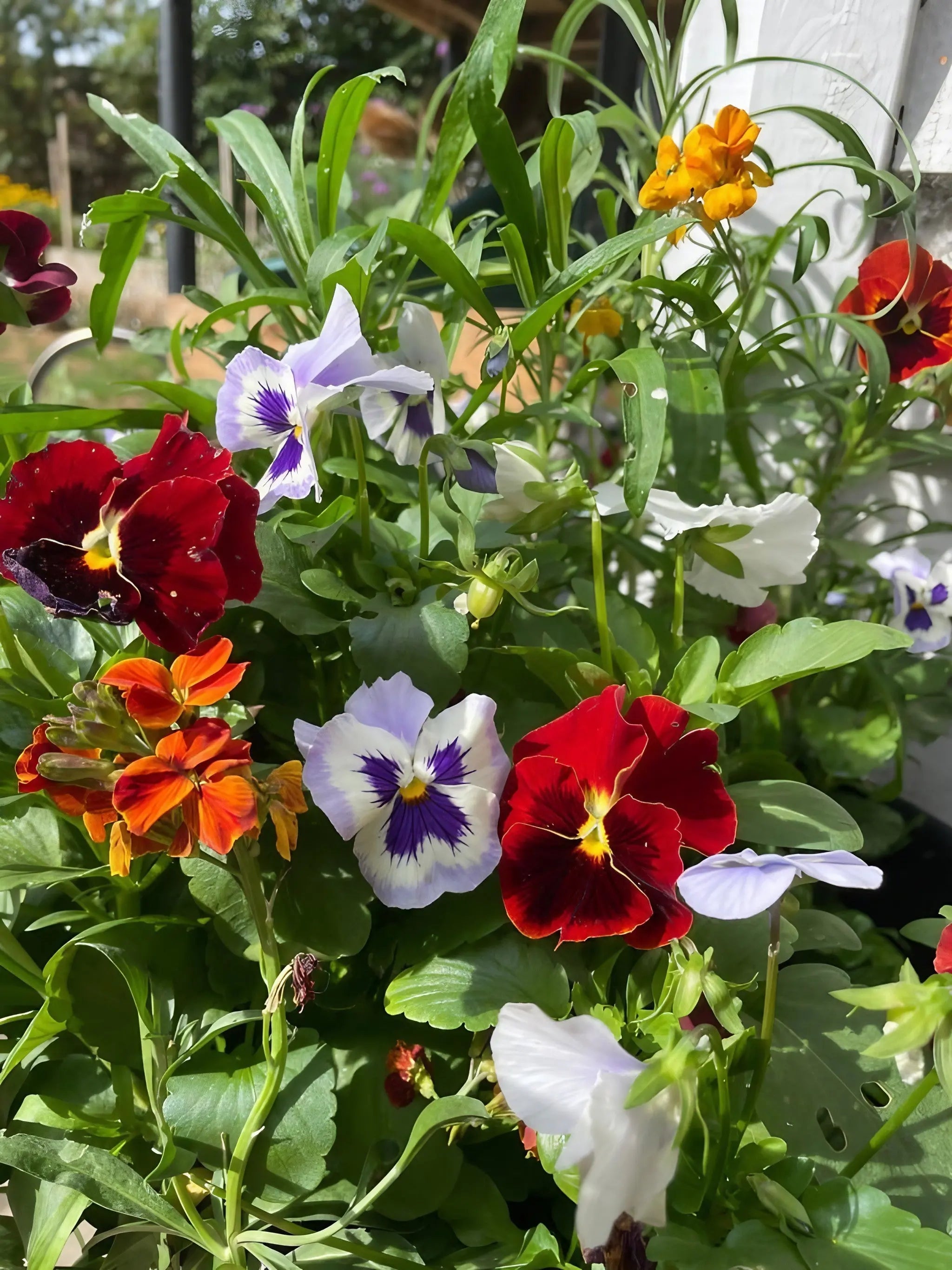 Viola Cornuta Large Flower Mix - REGN