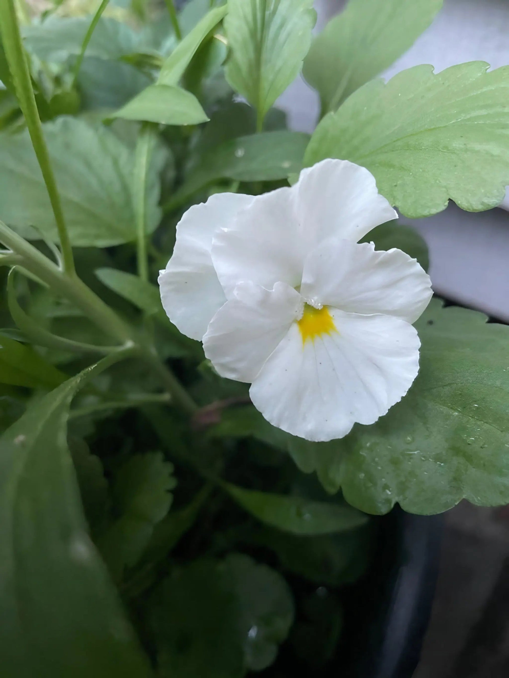 Viola Cornuta Large Flower Mix - REGN