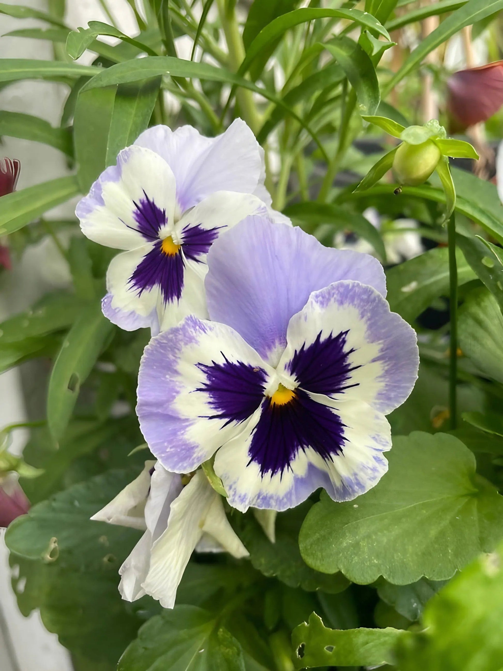 Viola Cornuta Large Flower Mix - REGN