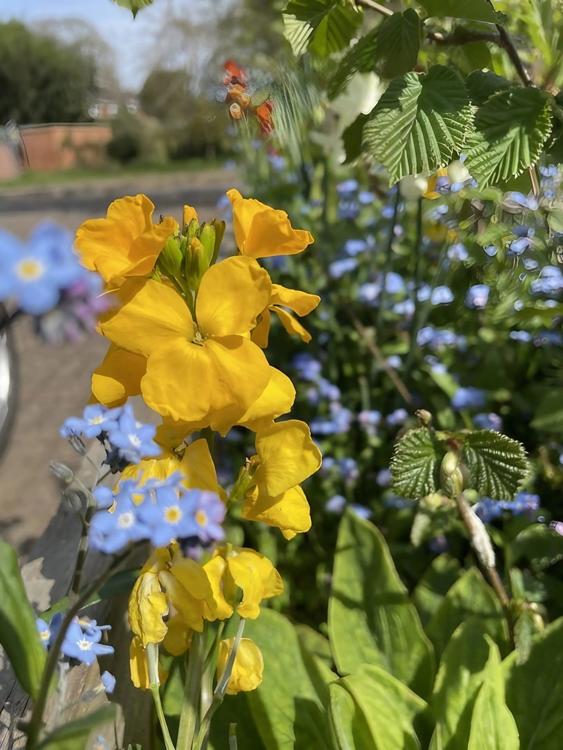 Wallflower Cloth of Gold - REGN