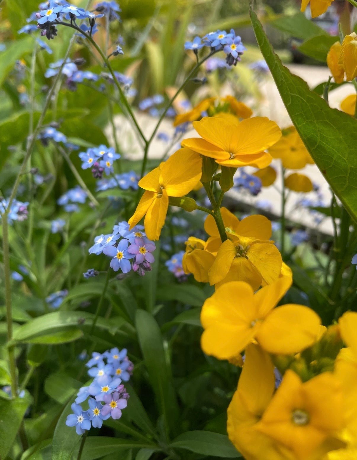 Wallflower Cloth of Gold - REGN
