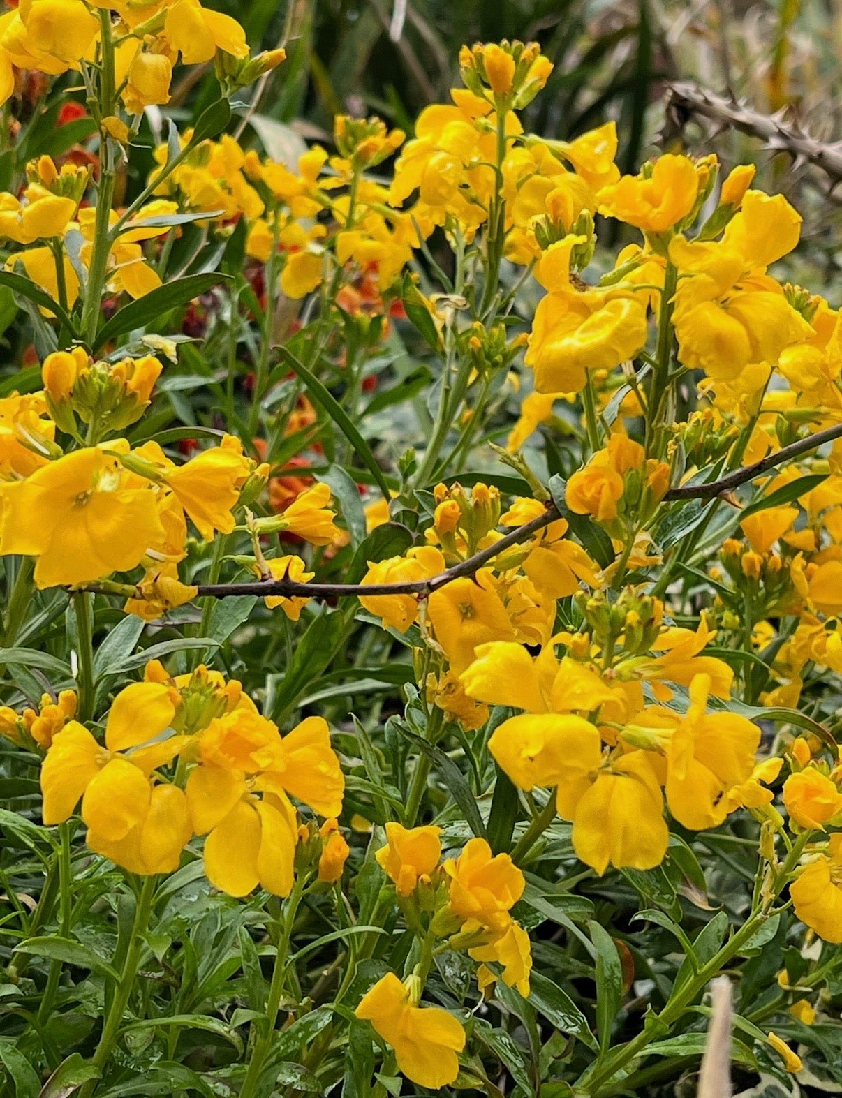 Wallflower Cloth of Gold - REGN