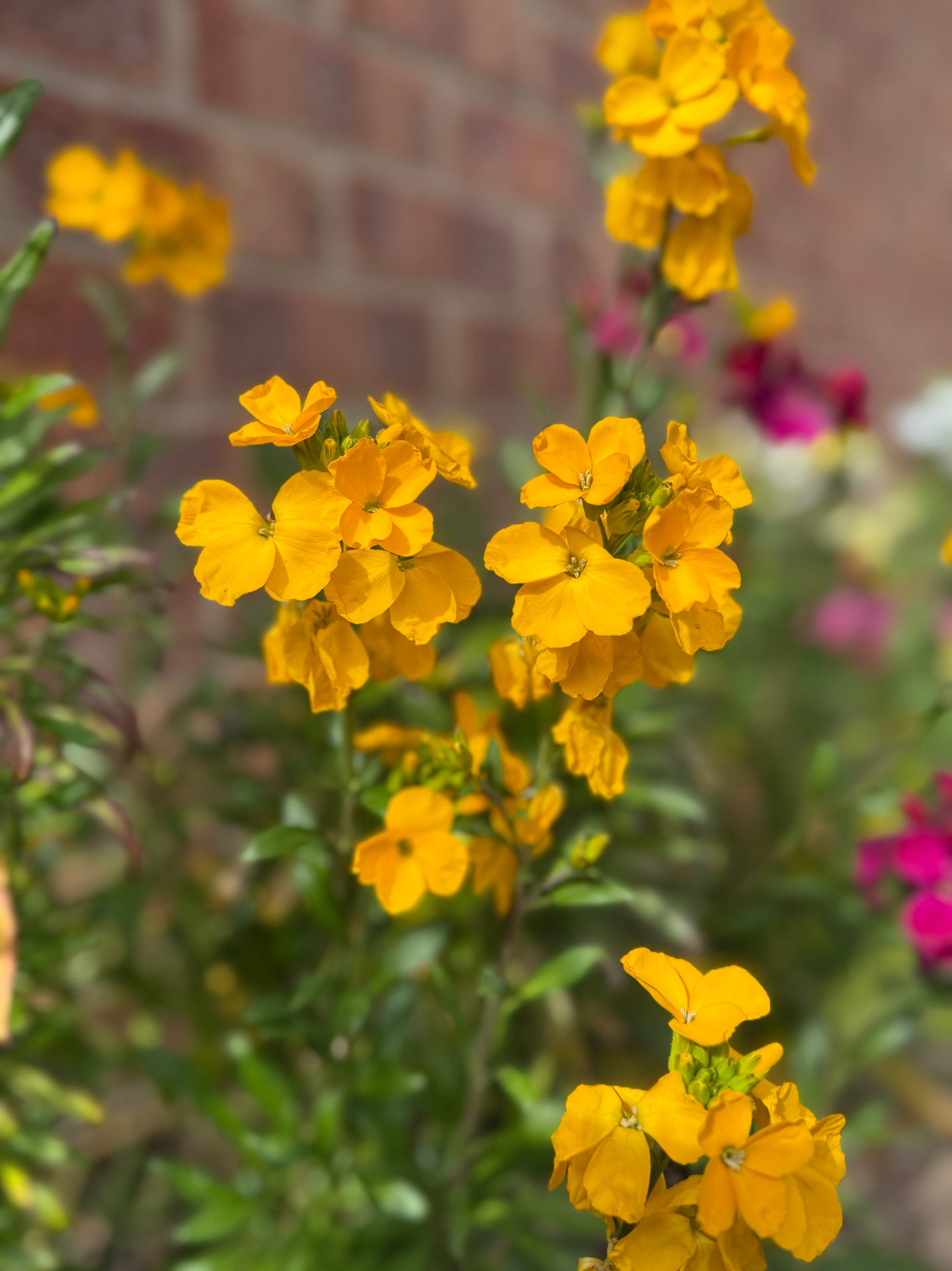 Wallflower Cloth of Gold - REGN
