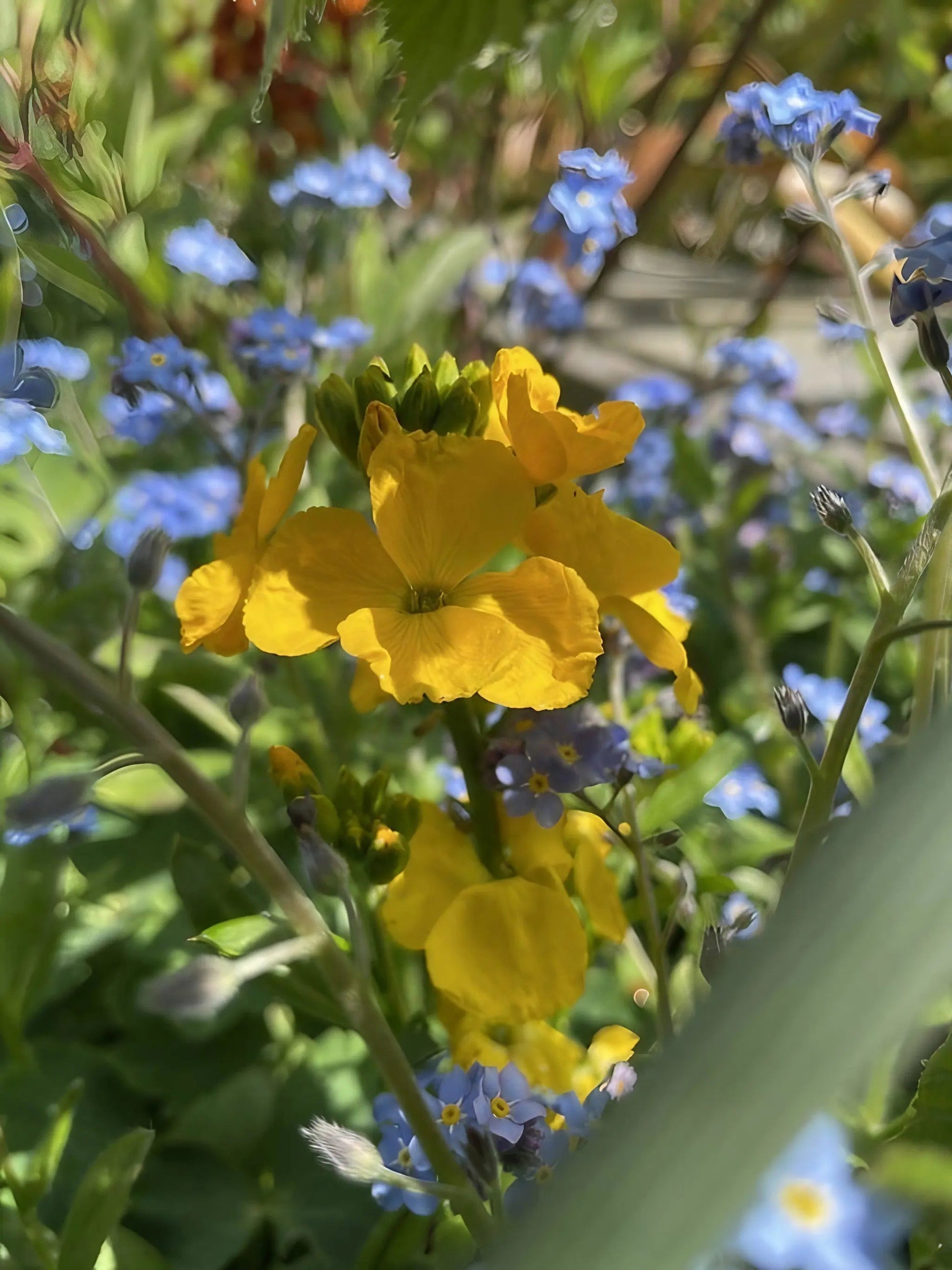 Wallflower Cloth of Gold - REGN