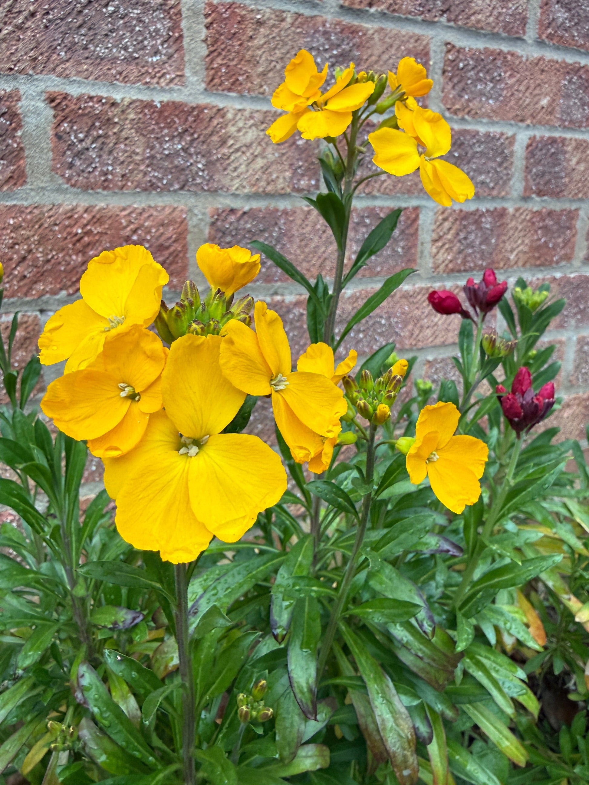 Wallflower Cloth of Gold - REGN