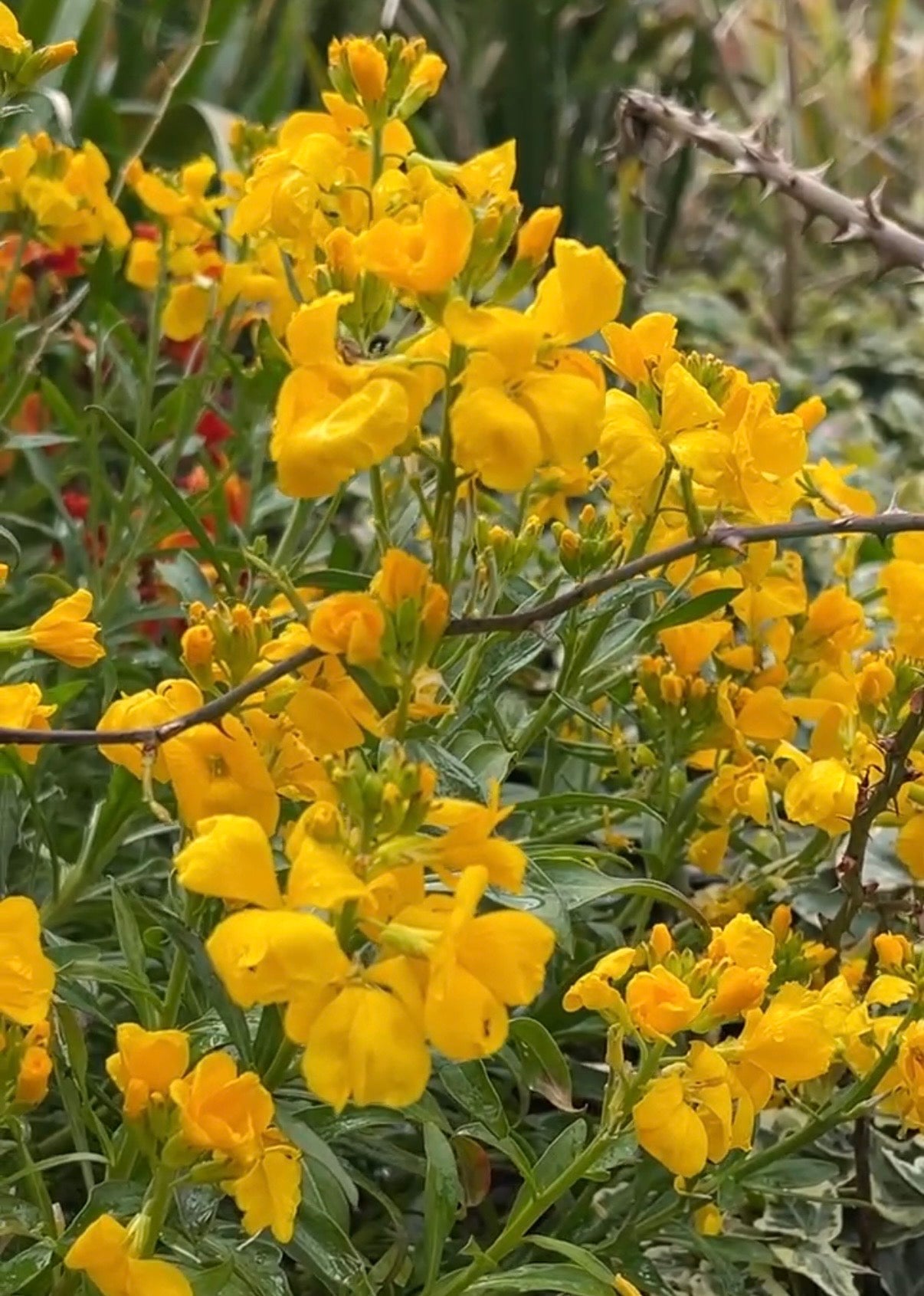 Wallflower Cloth of Gold - REGN