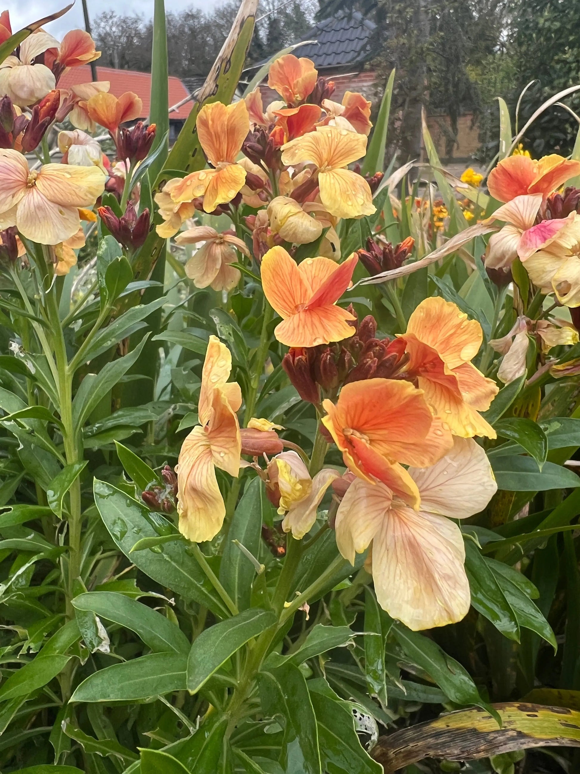 Wallflower Fair Lady - REGN