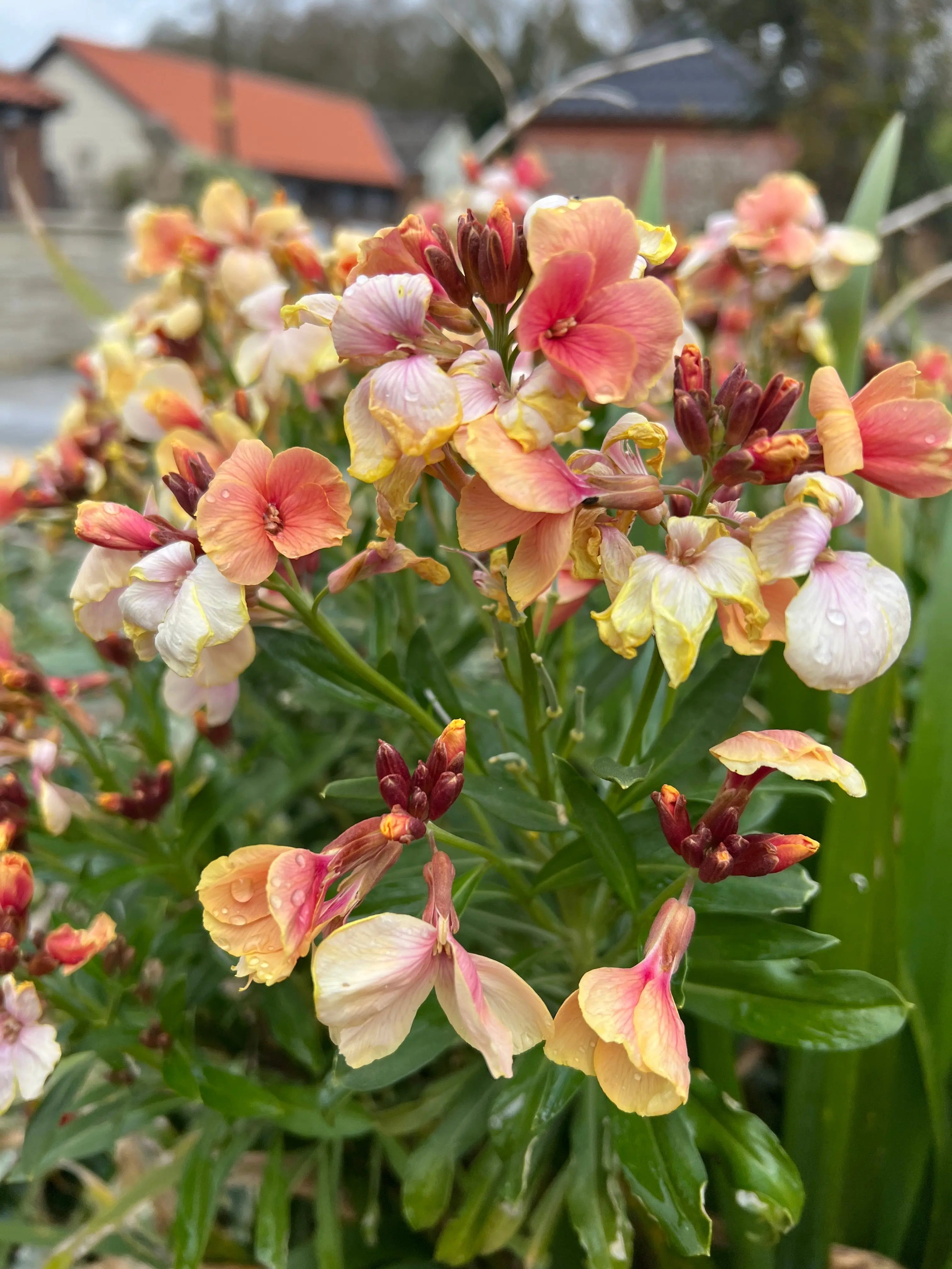 Wallflower Fair Lady - REGN
