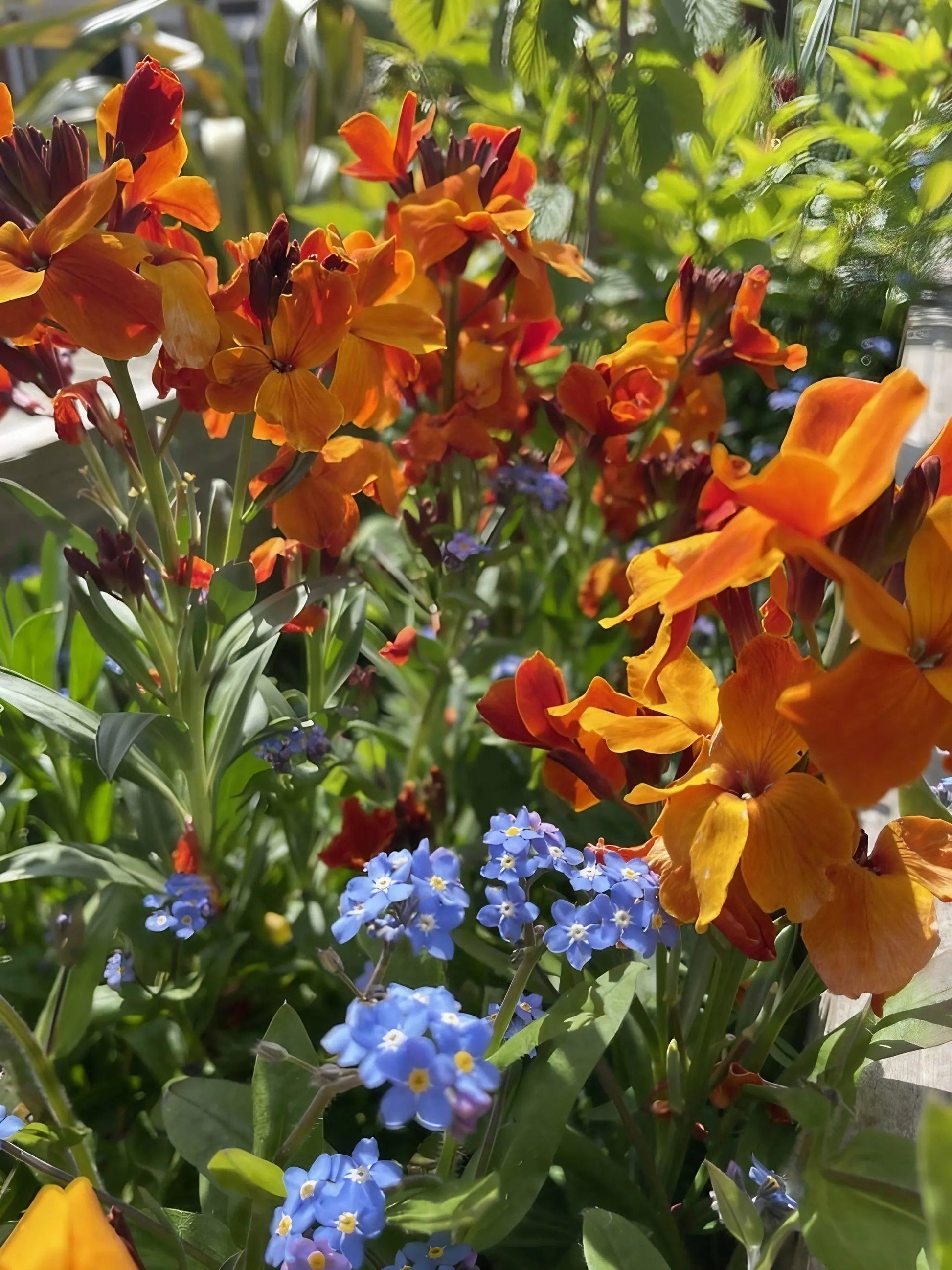 Wallflower Fire King - REGN