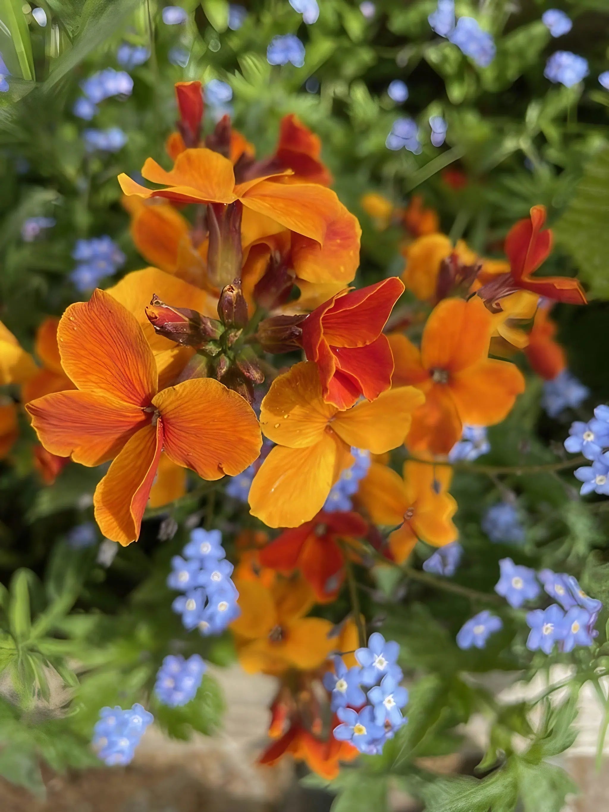 Wallflower Fire King - REGN