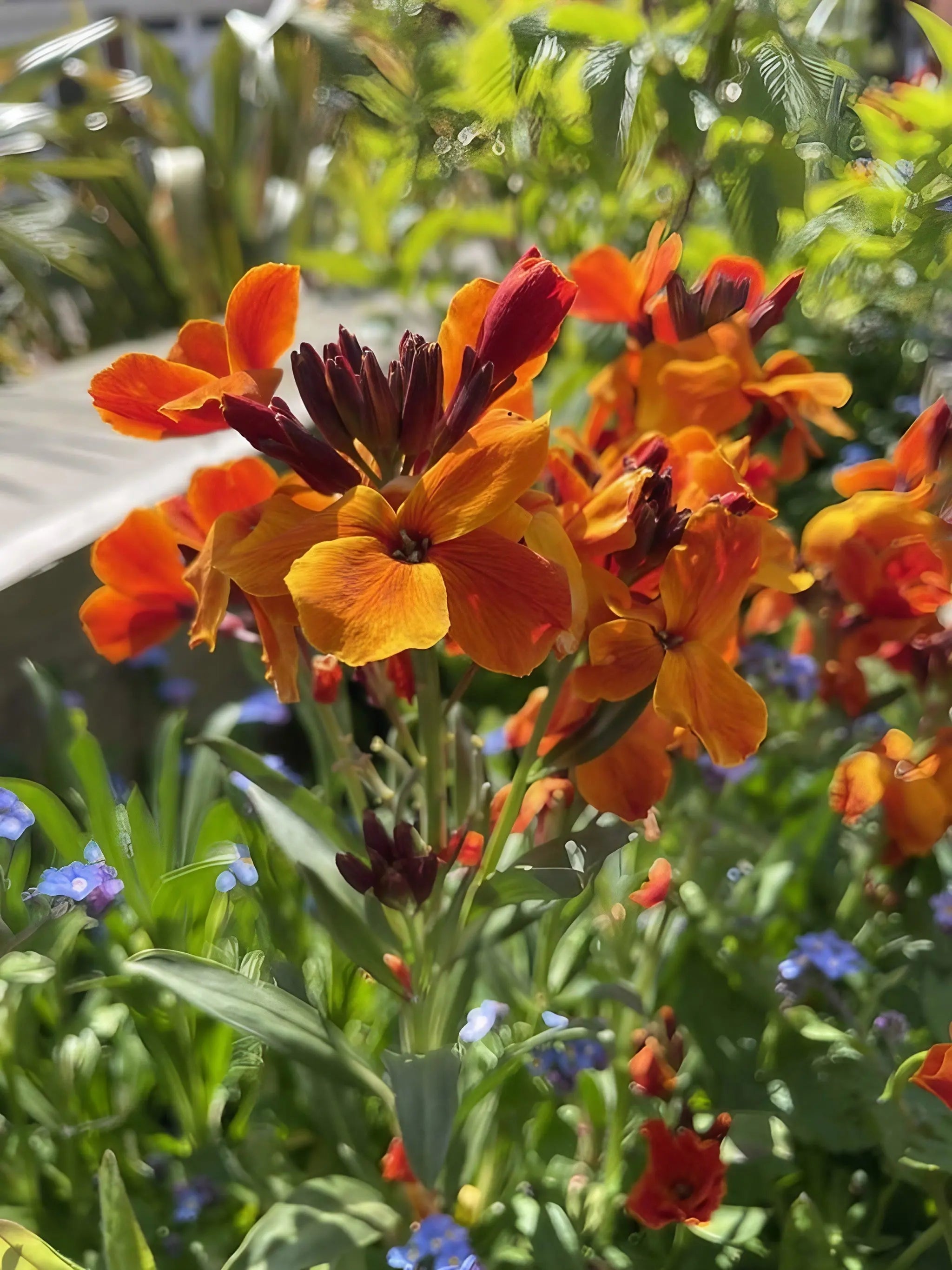 Wallflower Fire King - REGN