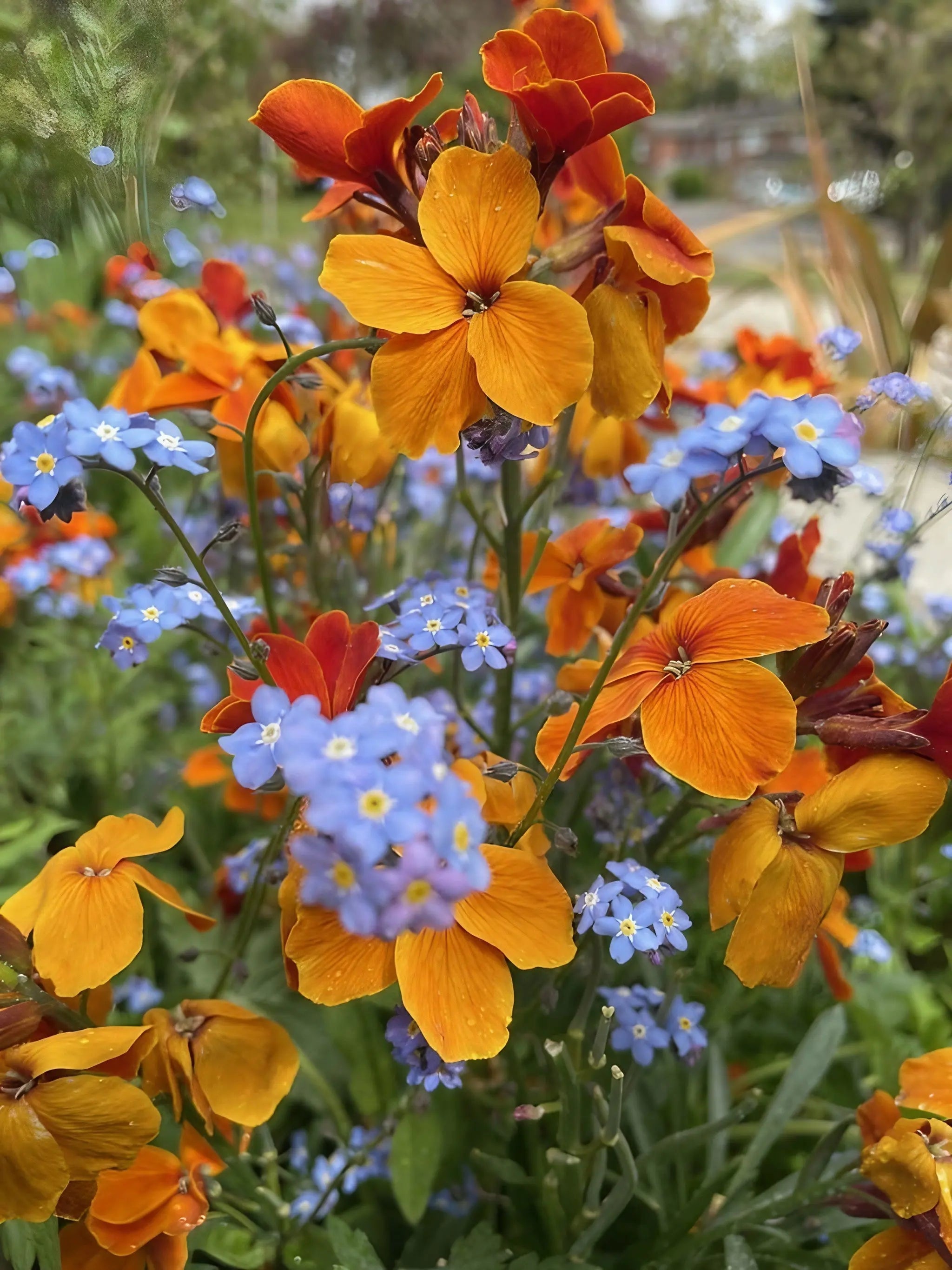 Wallflower Fire King - REGN
