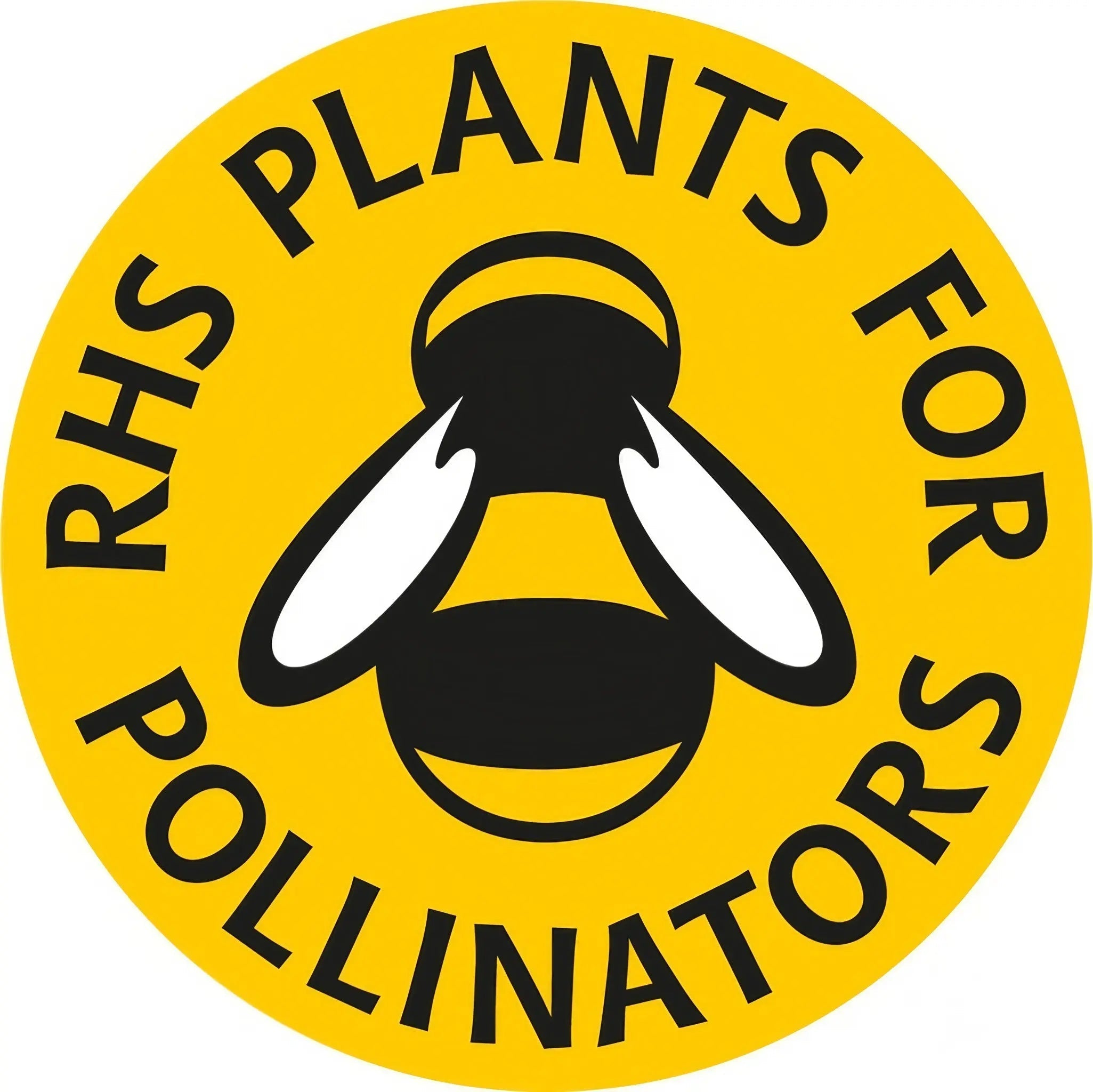 Wallflower Ivory White - REGN
