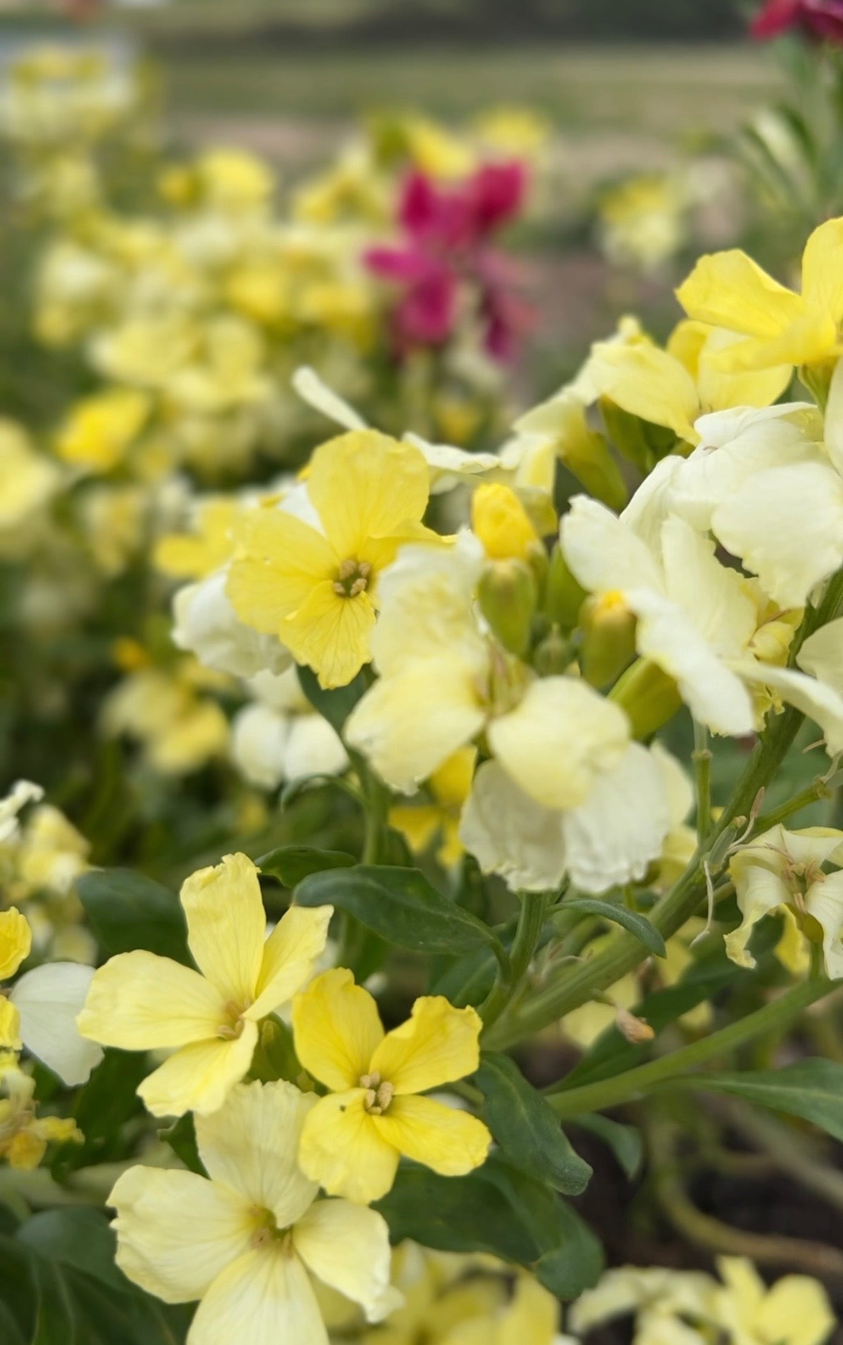 Wallflower Ivory White - REGN