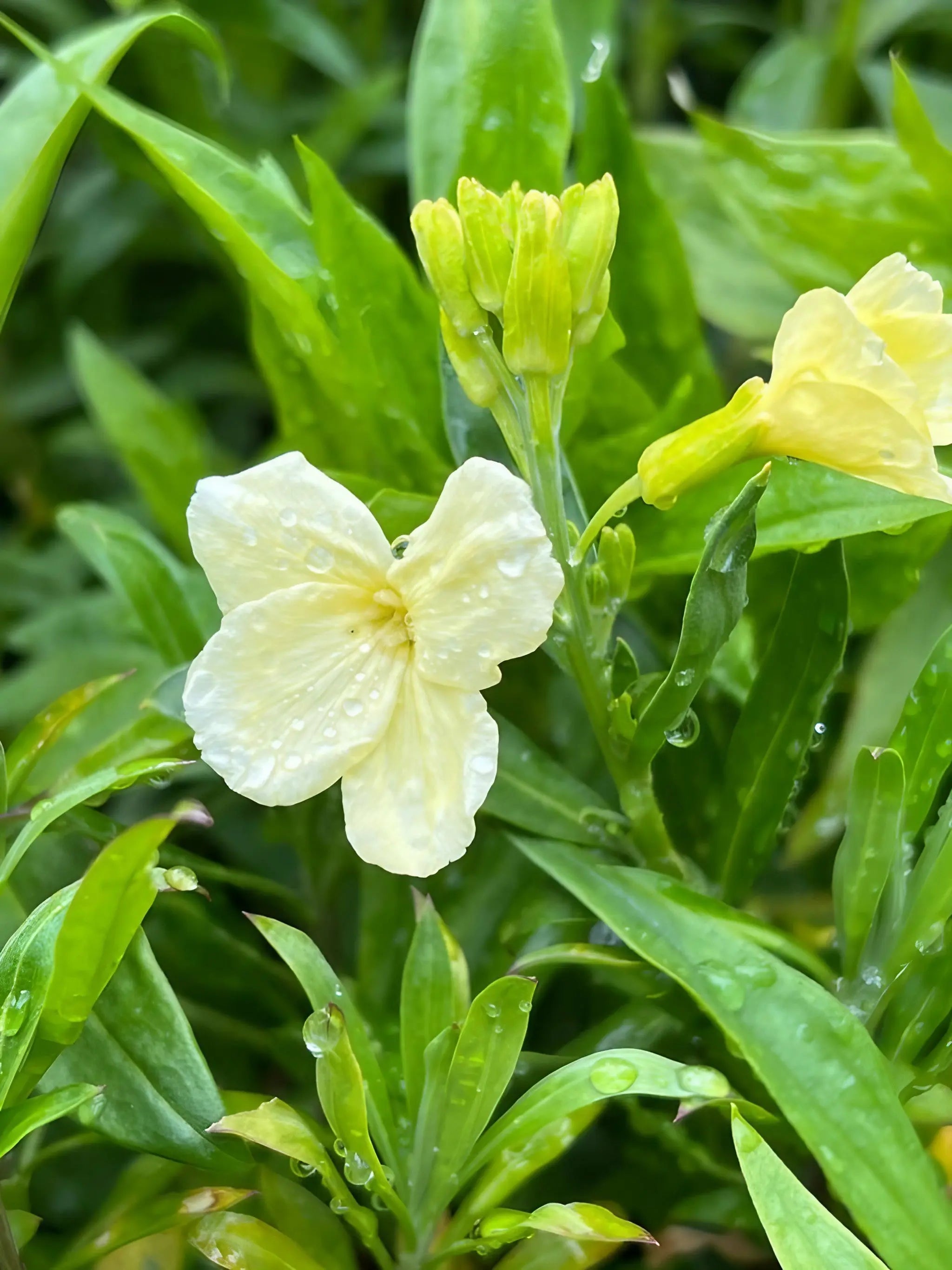Wallflower Ivory White - REGN