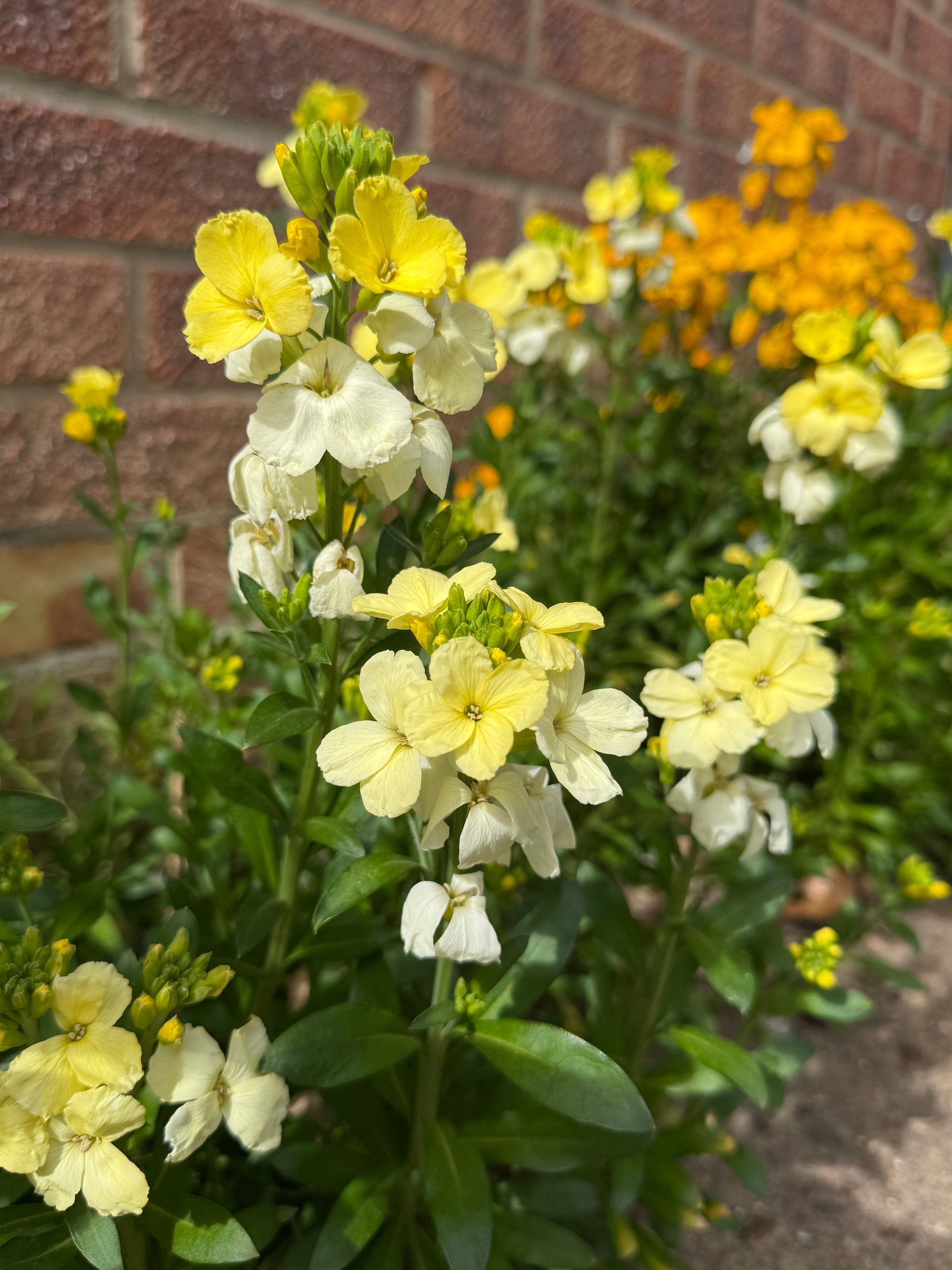 Wallflower Ivory White - REGN