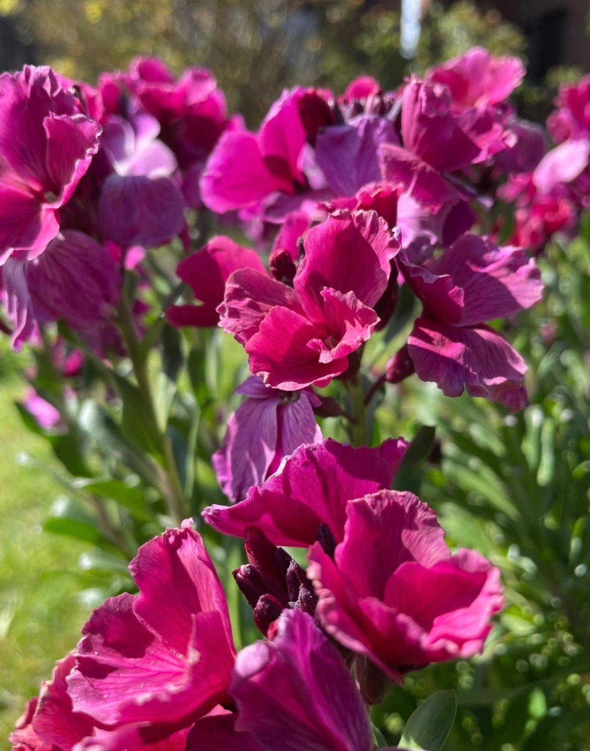 Wallflower Ruby Gem - REGN