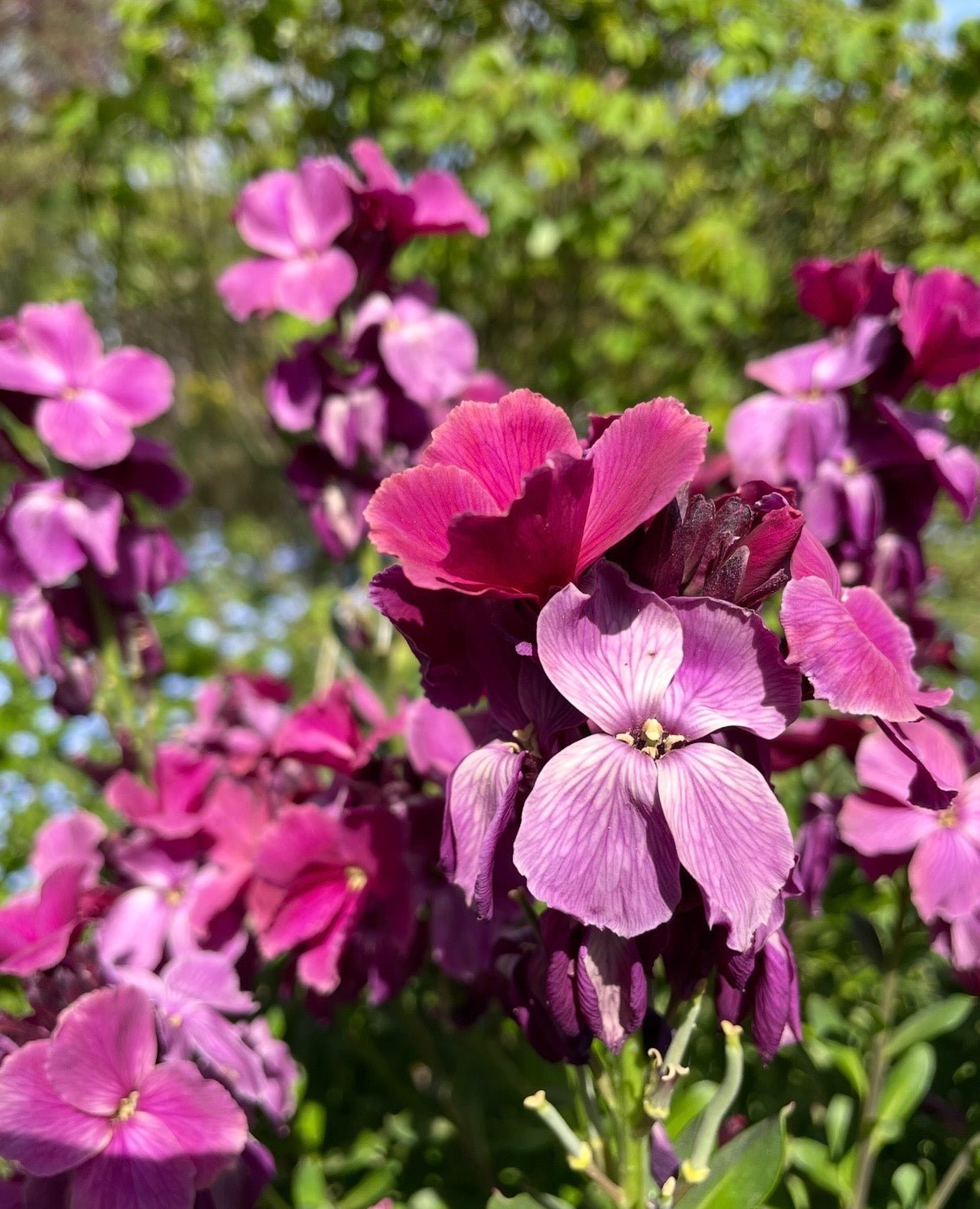 Wallflower Ruby Gem - REGN