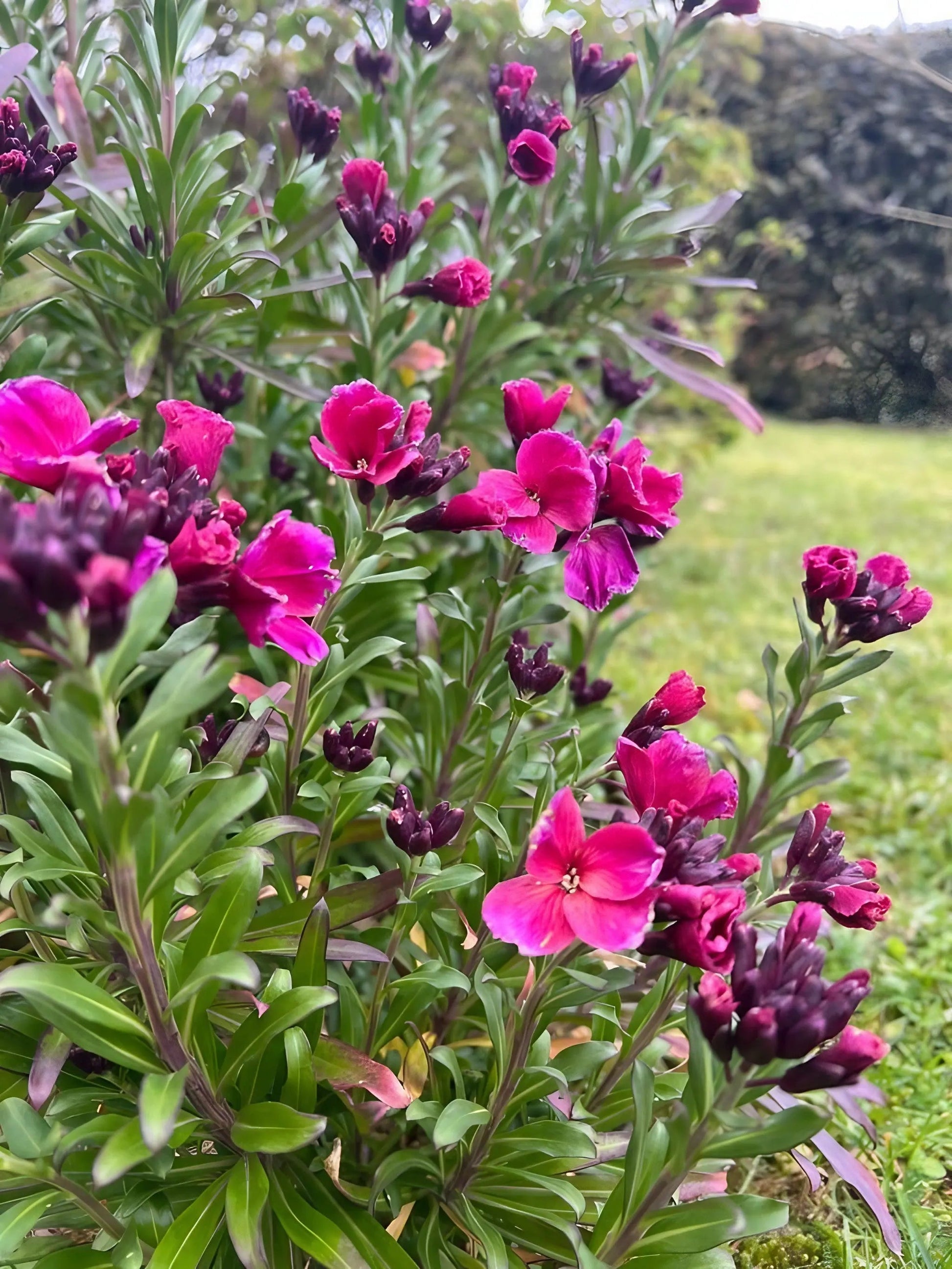 Wallflower Ruby Gem - REGN