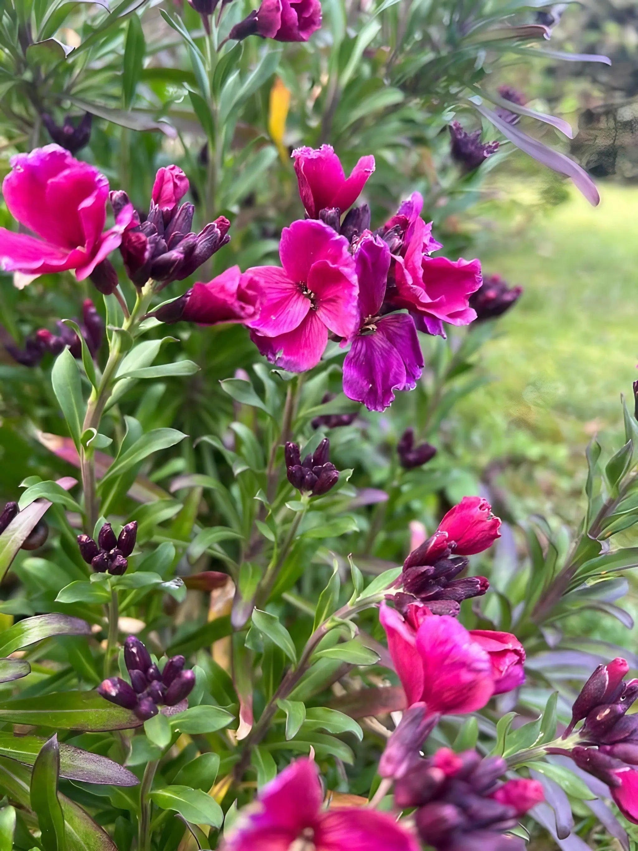 Wallflower Ruby Gem - REGN