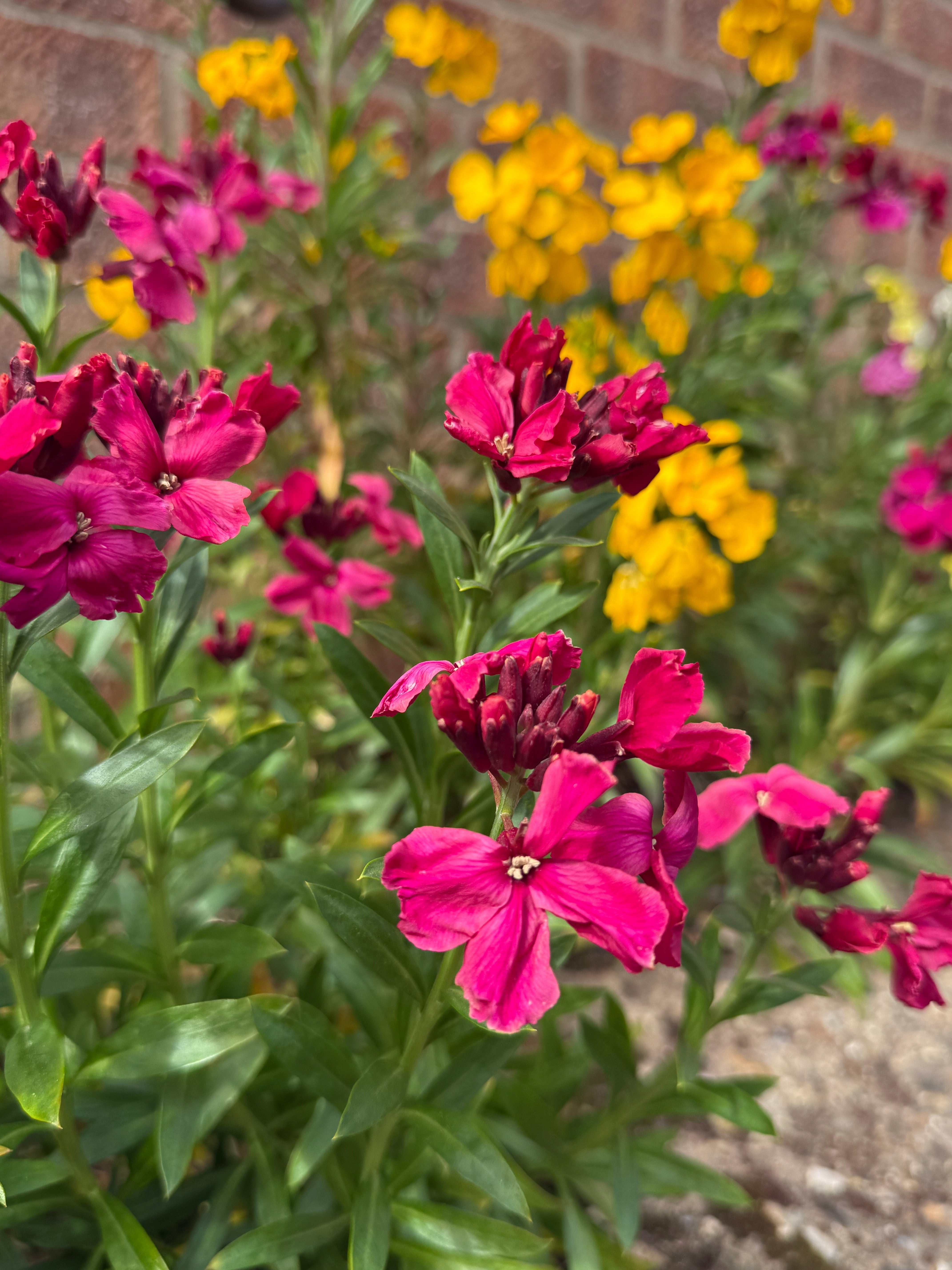 Wallflower Ruby Gem - REGN