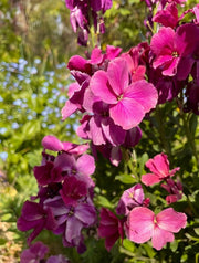 Wallflower Ruby Gem - REGN