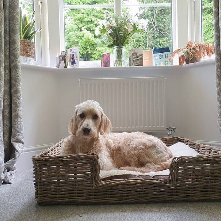 Wovenhill Kubu Rattan Rectangular Pet Bed - REGN