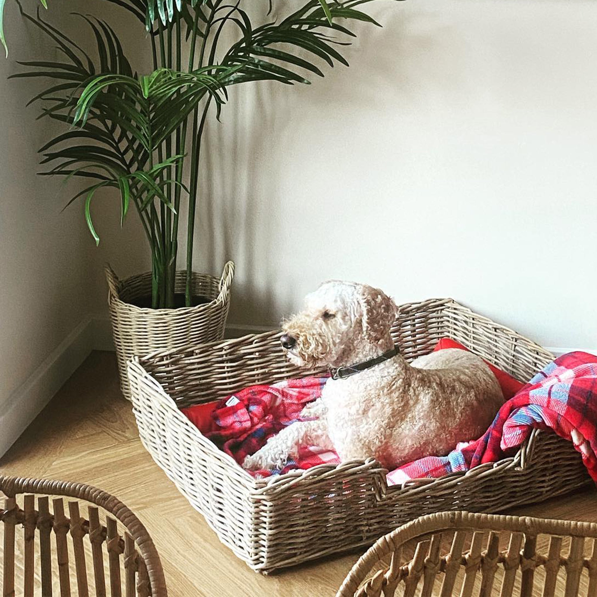 Wovenhill Kubu Rattan Rectangular Pet Bed - REGN