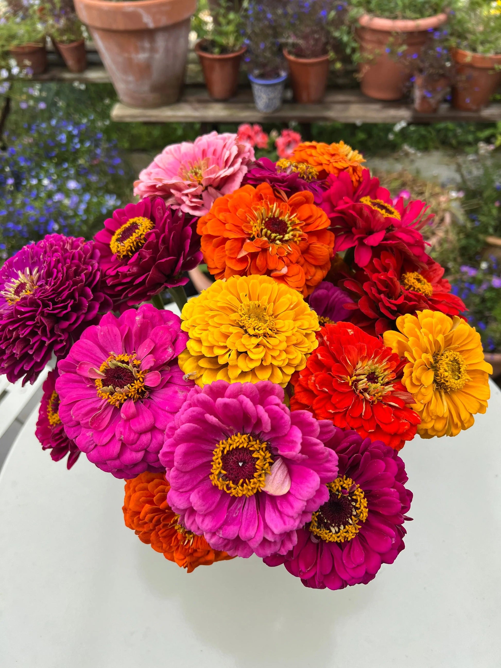 Zinnia Giants of California - REGN