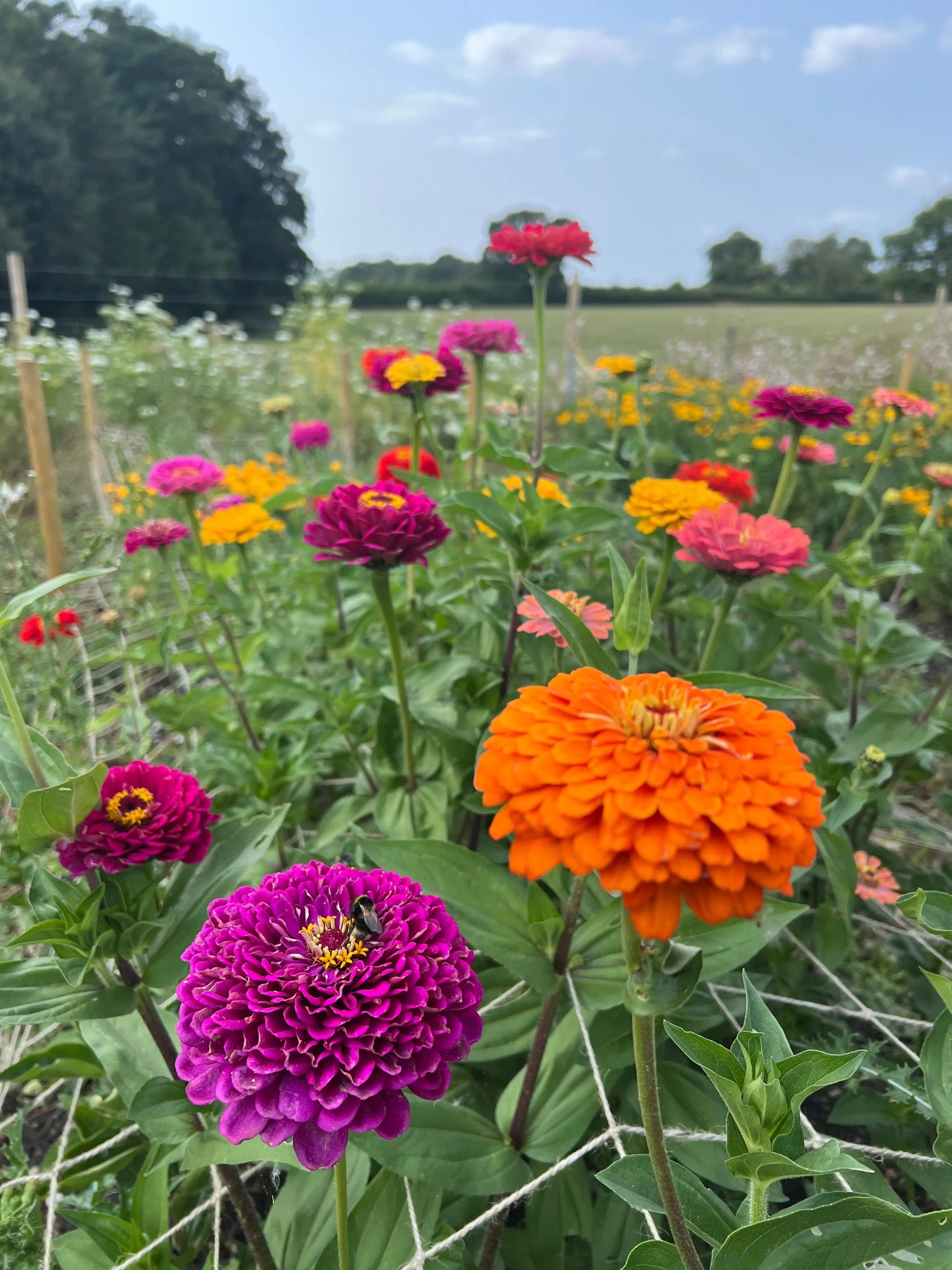Zinnia Giants of California - REGN