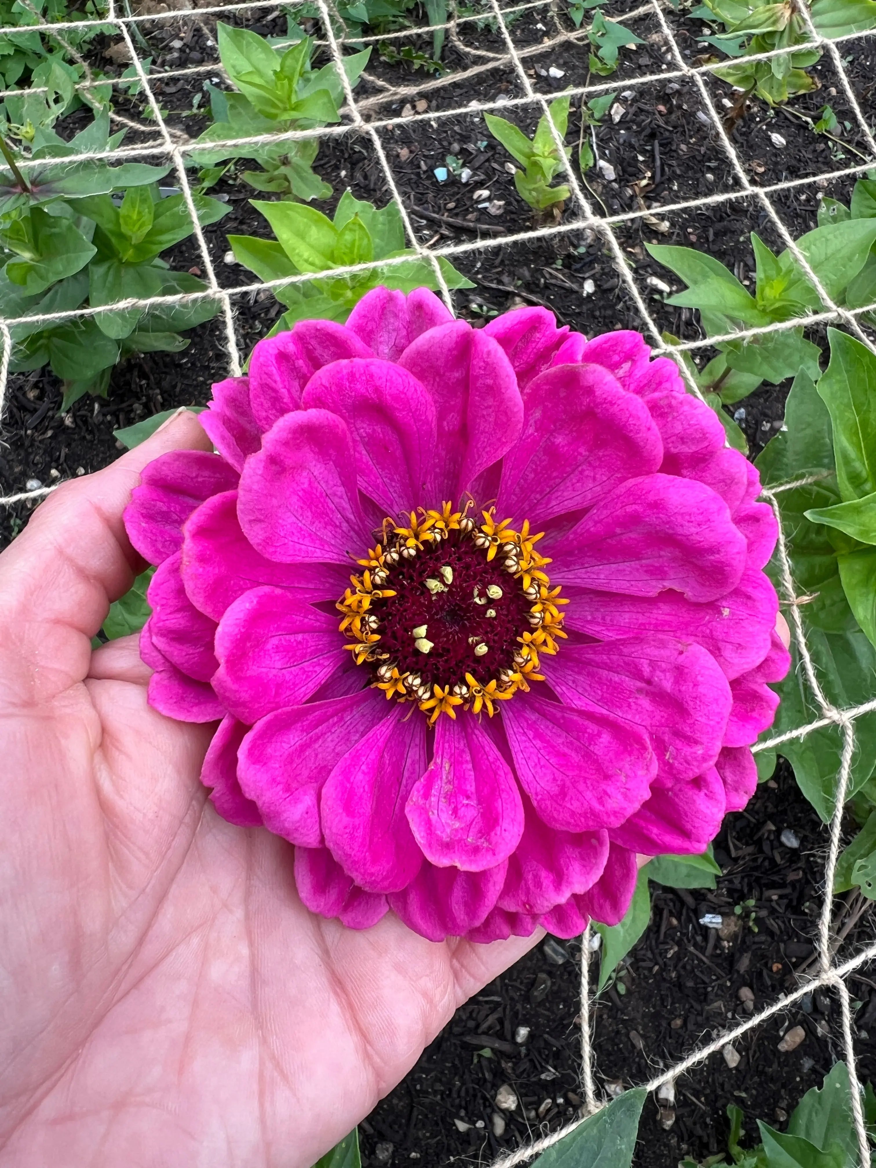 Zinnia Giants of California - REGN