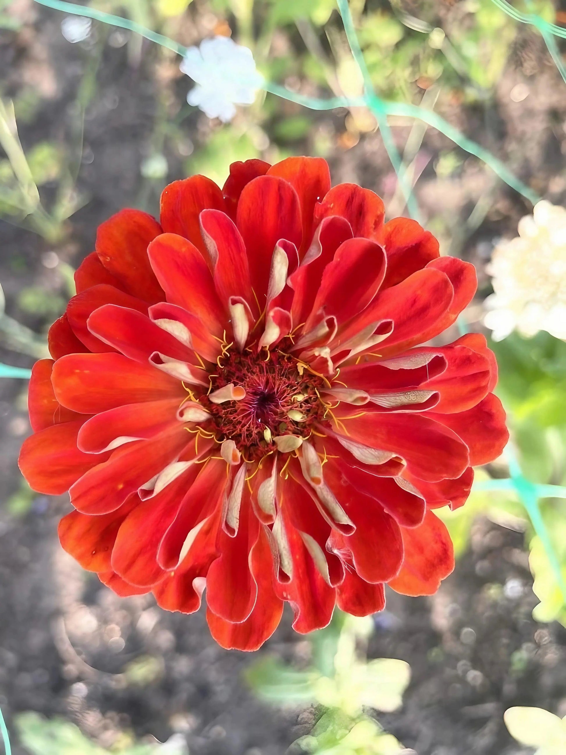 Zinnia Giants of California - REGN