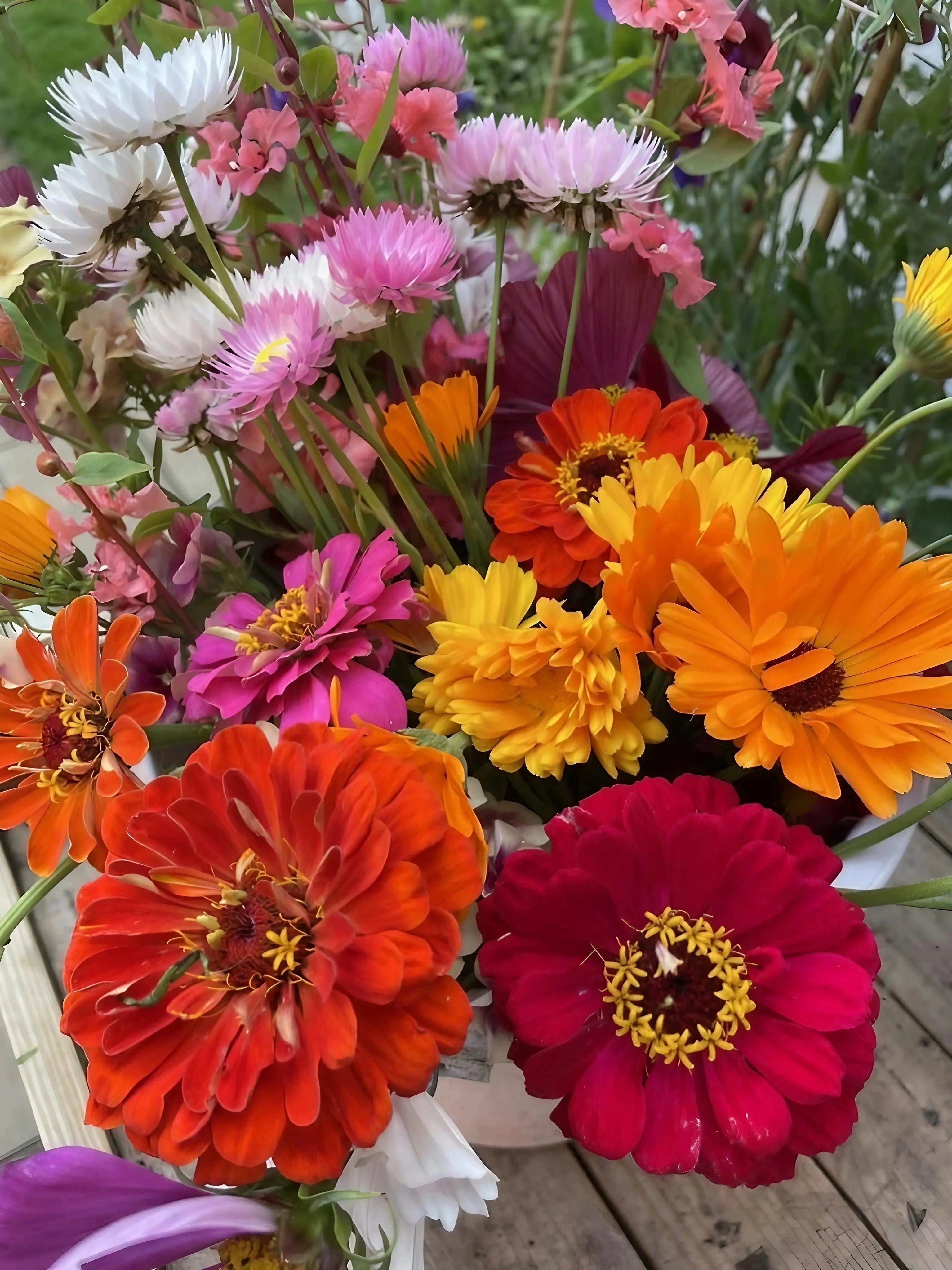 Zinnia Giants of California - REGN
