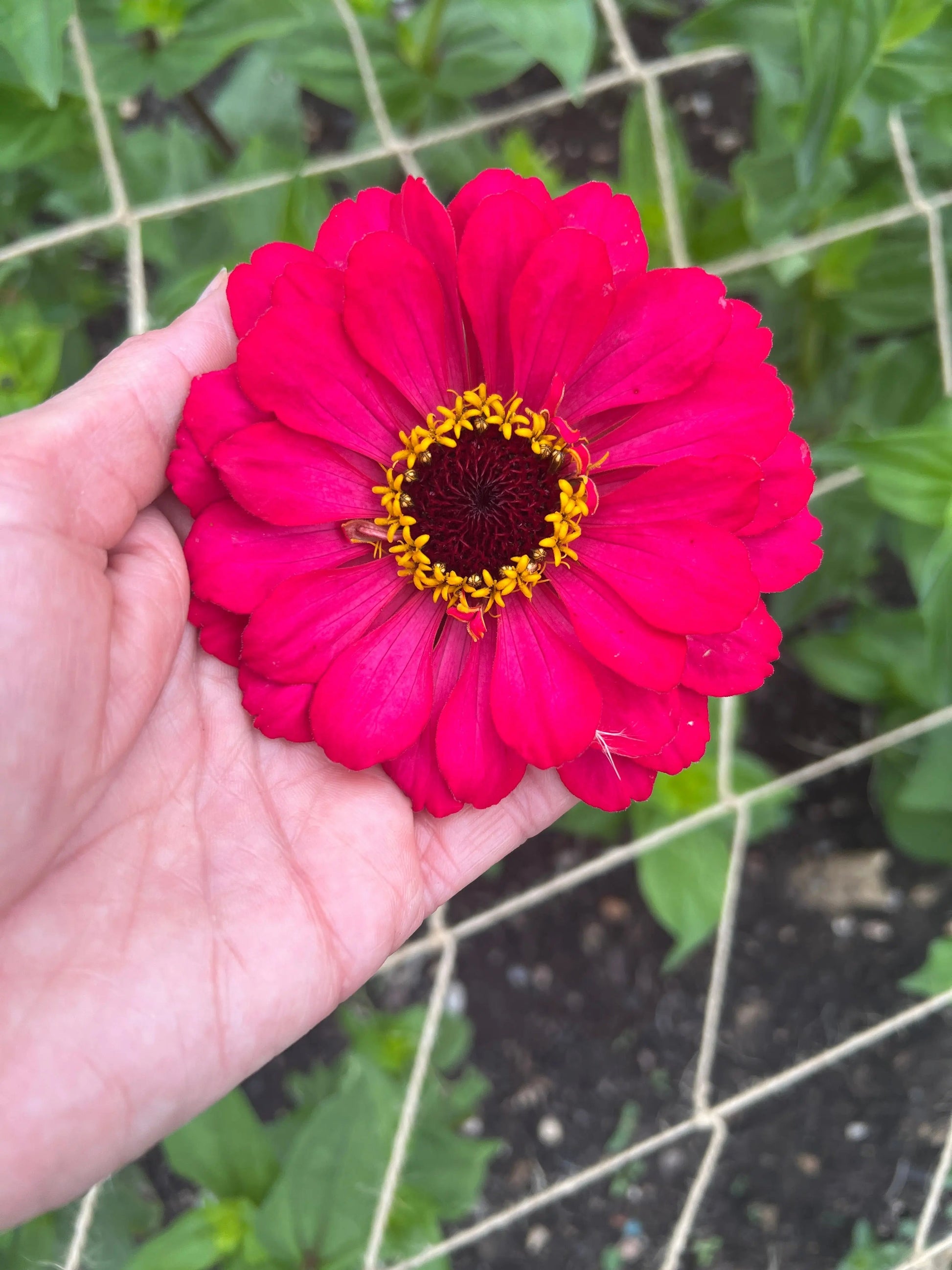 Zinnia Giants of California - REGN