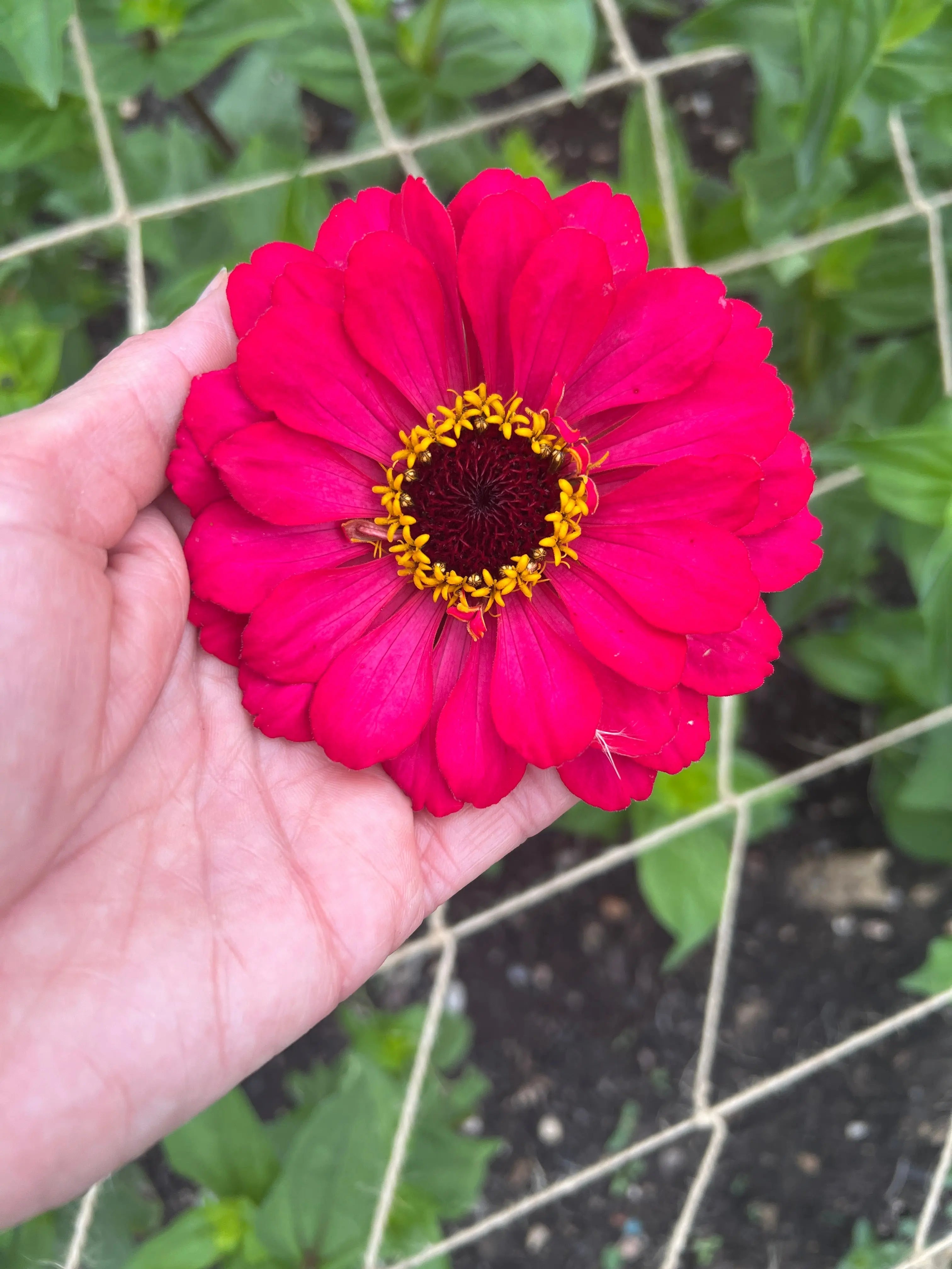 Zinnia Giants of California - REGN