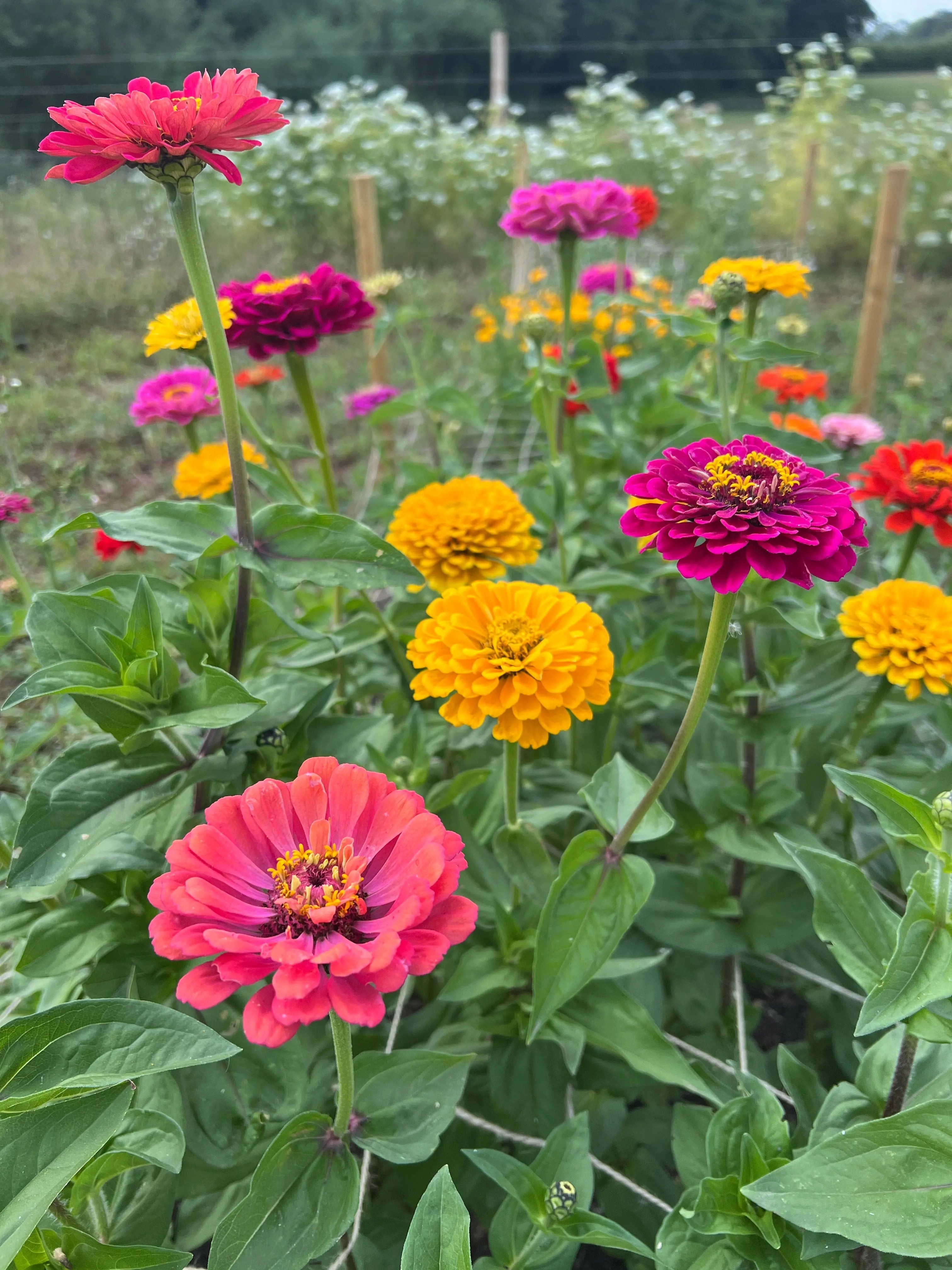 Zinnia Giants of California - REGN