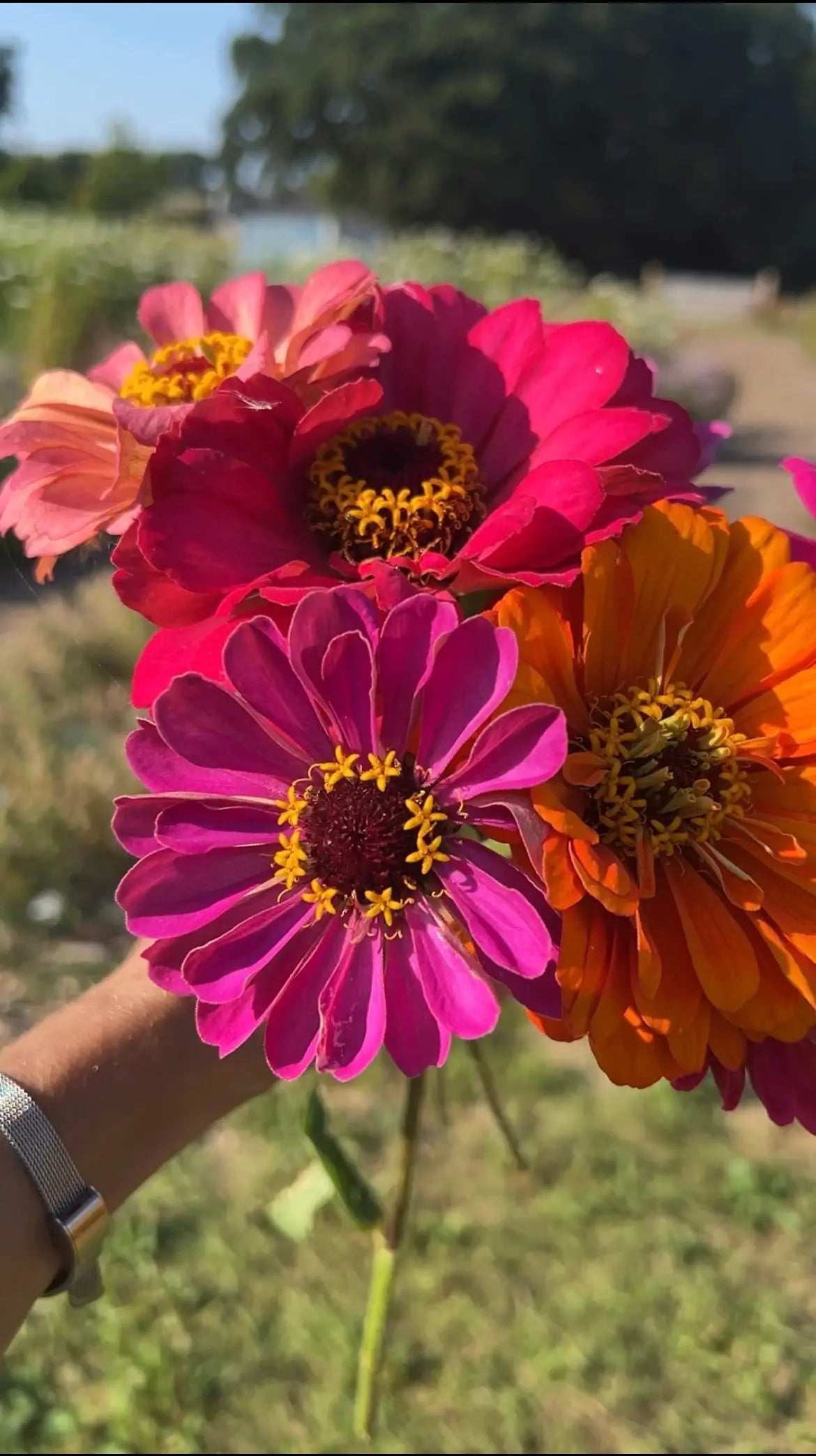 Zinnia Giants of California - REGN