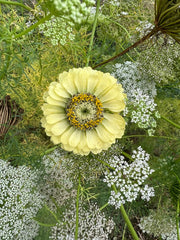 Zinnia Green Envy - REGN