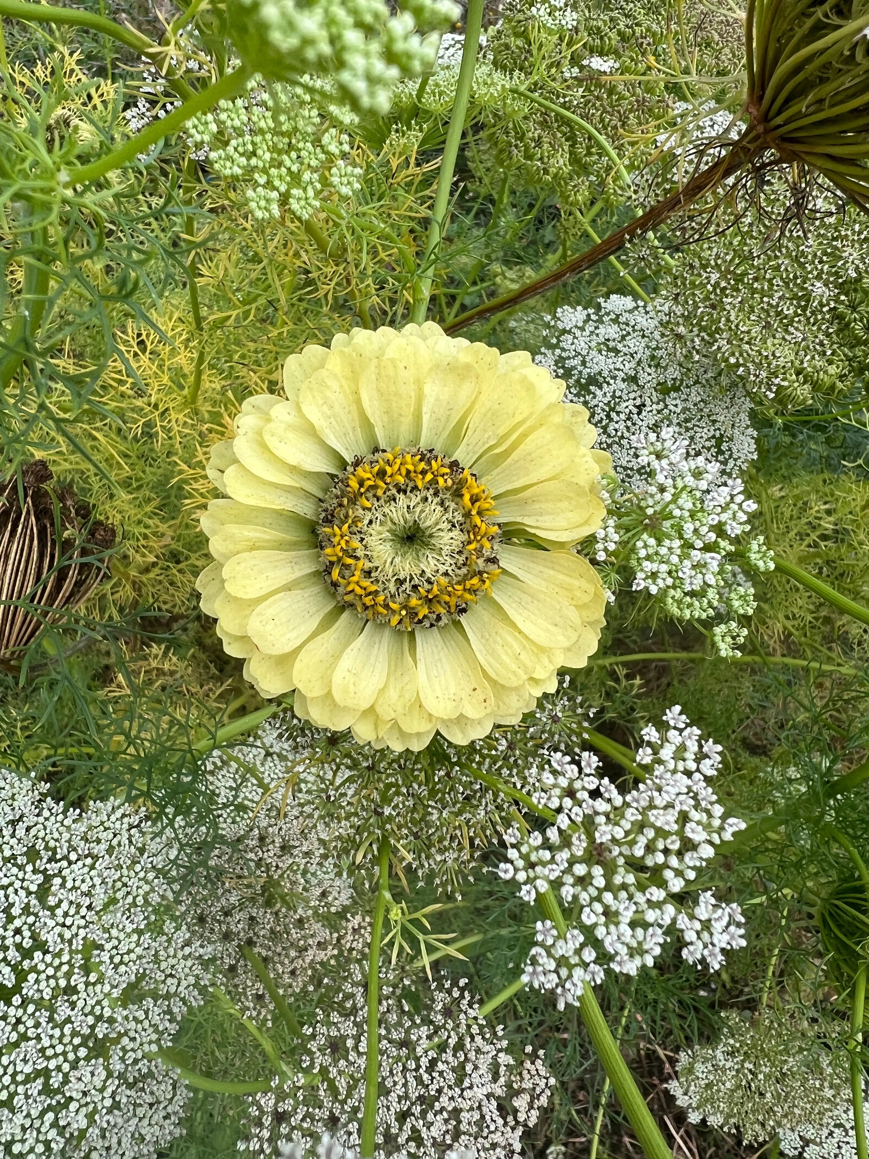 Zinnia Green Envy - REGN