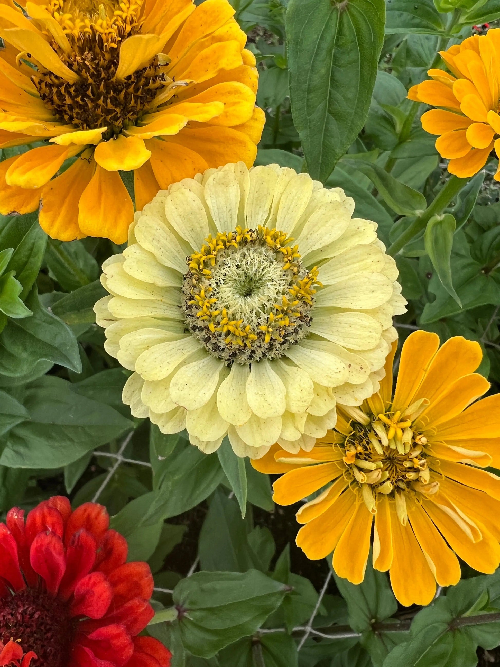 Zinnia Green Envy - REGN