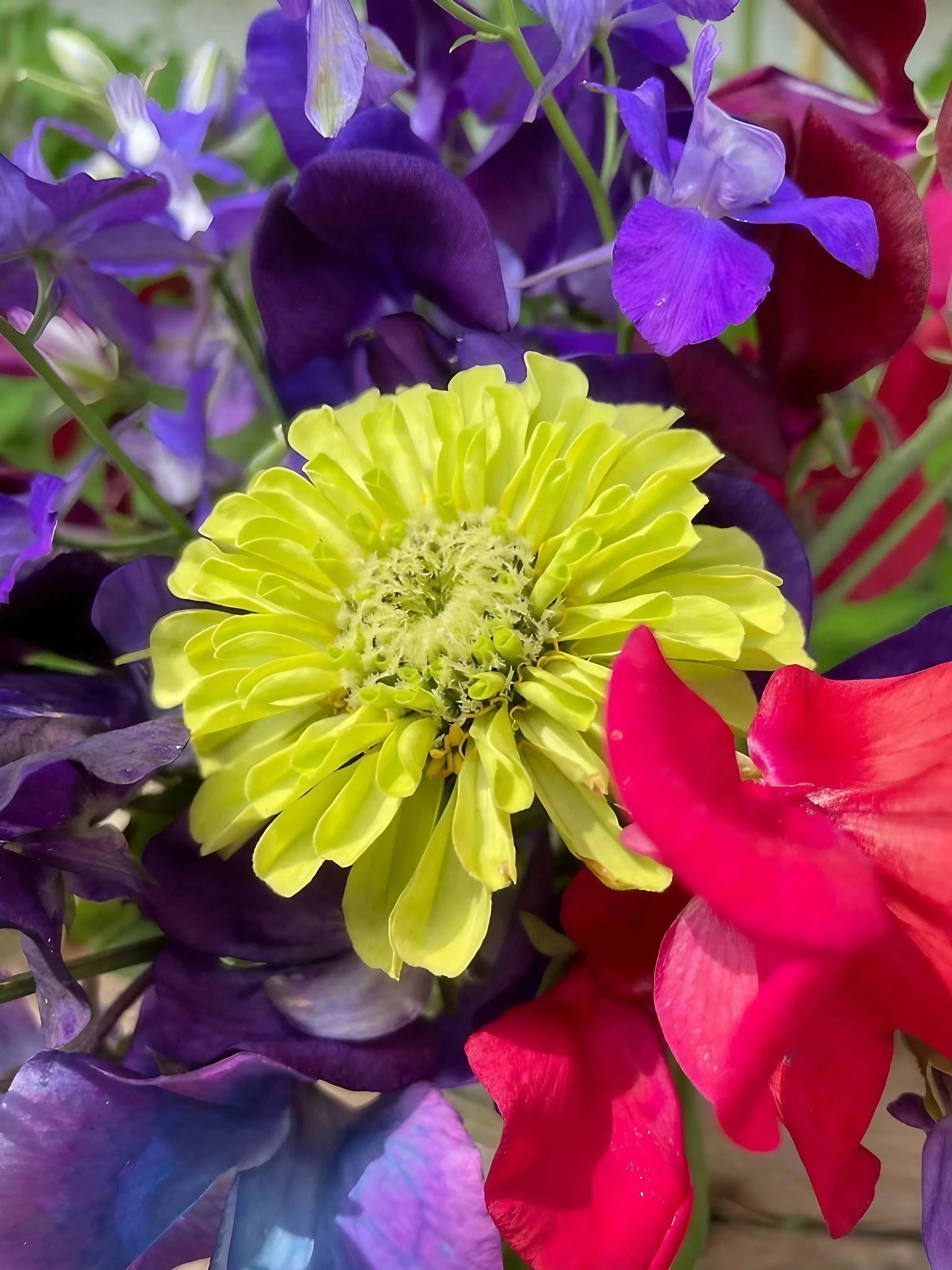 Zinnia Green Envy - REGN