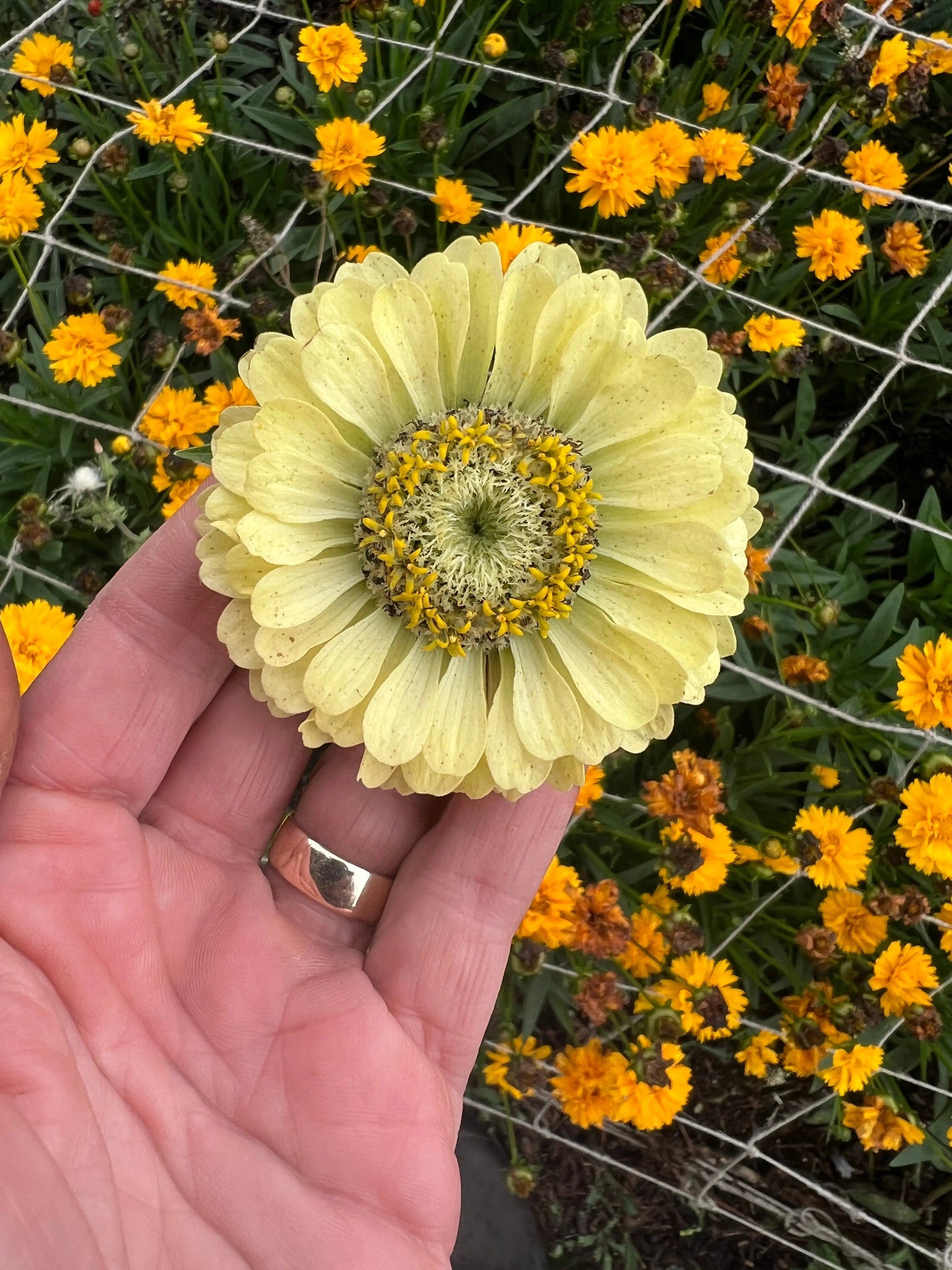 Zinnia Green Envy - REGN