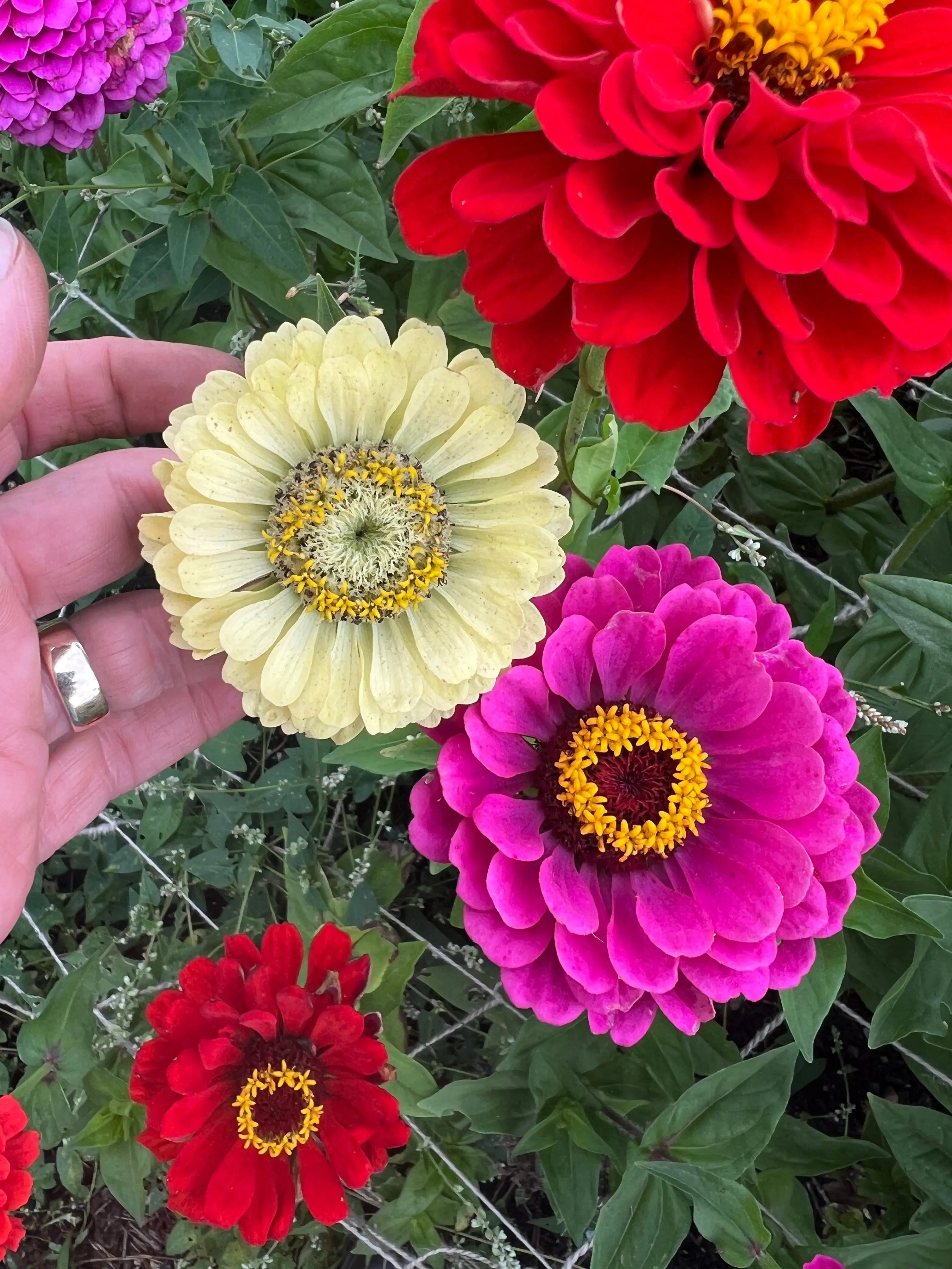 Zinnia Green Envy - REGN