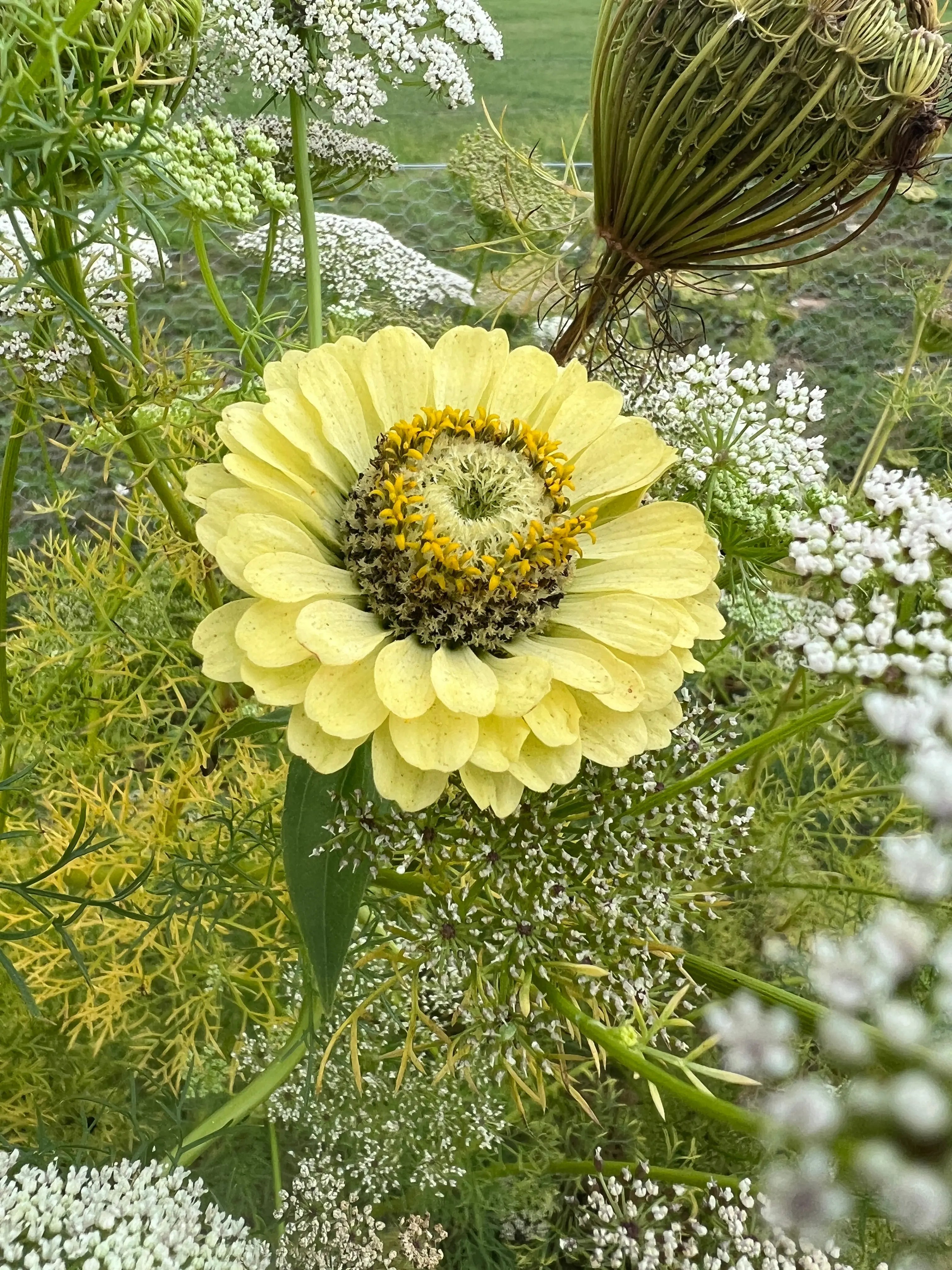 Zinnia Green Envy - REGN