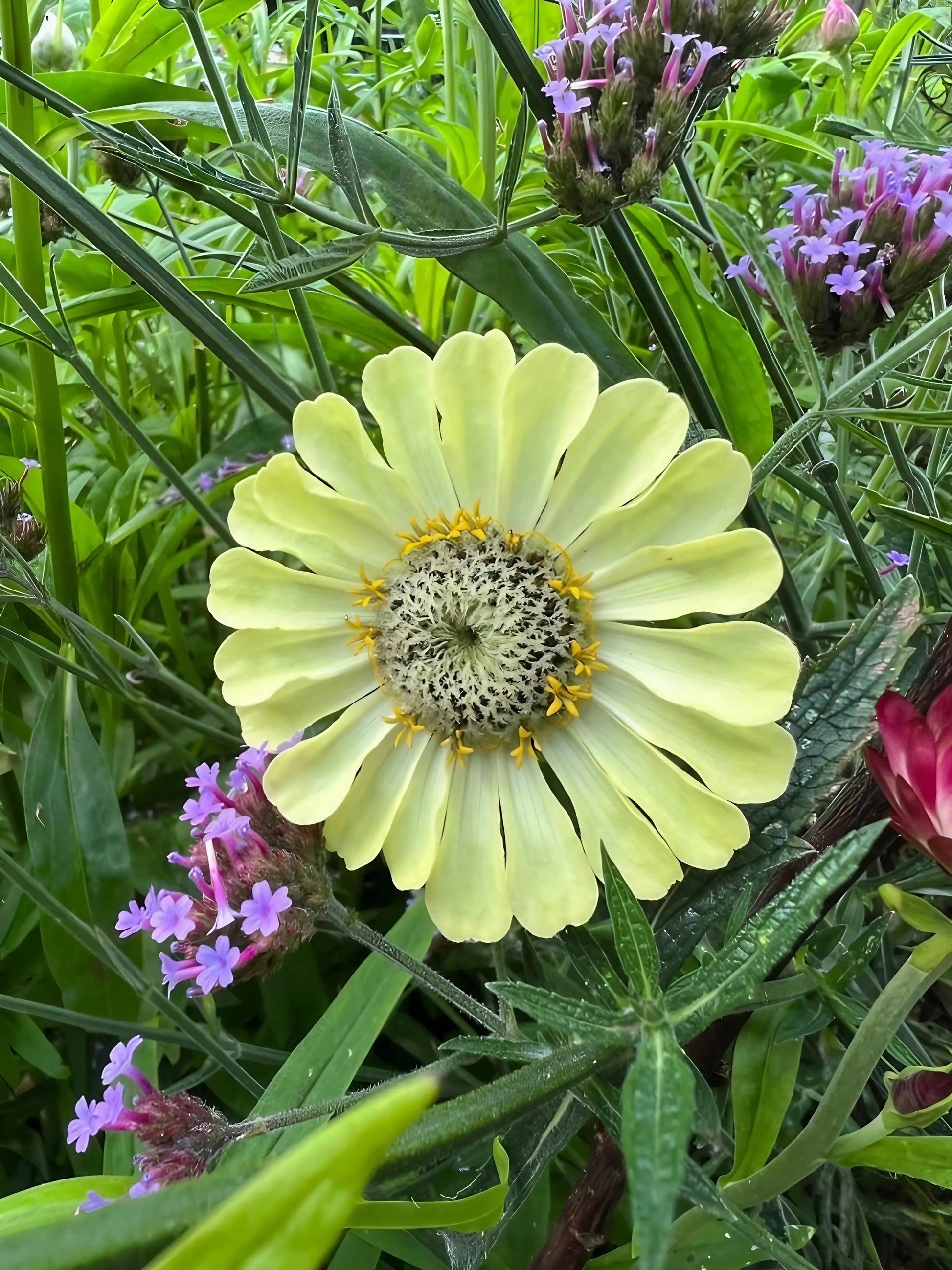 Zinnia Green Envy - REGN