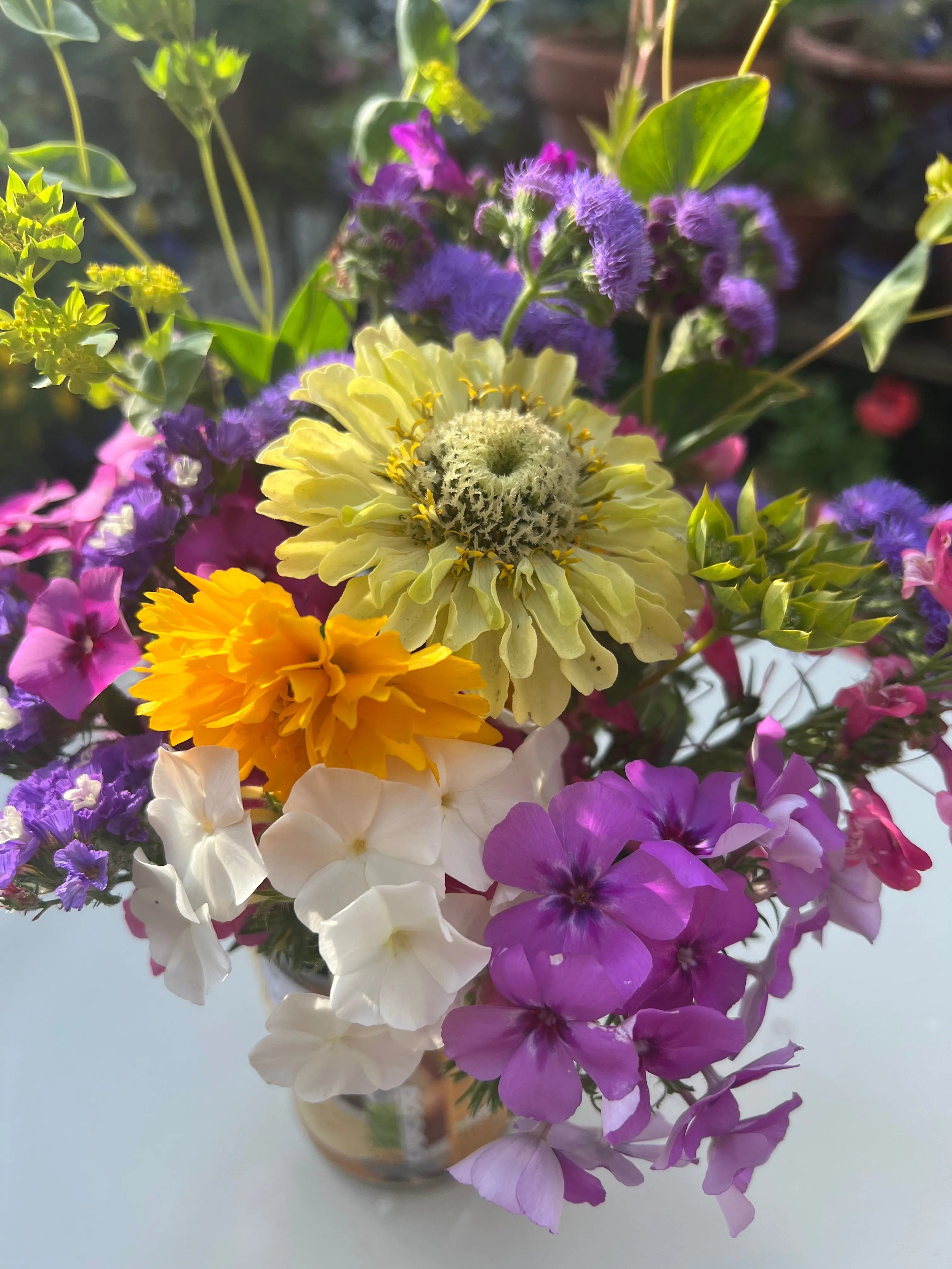 Zinnia Green Envy - REGN