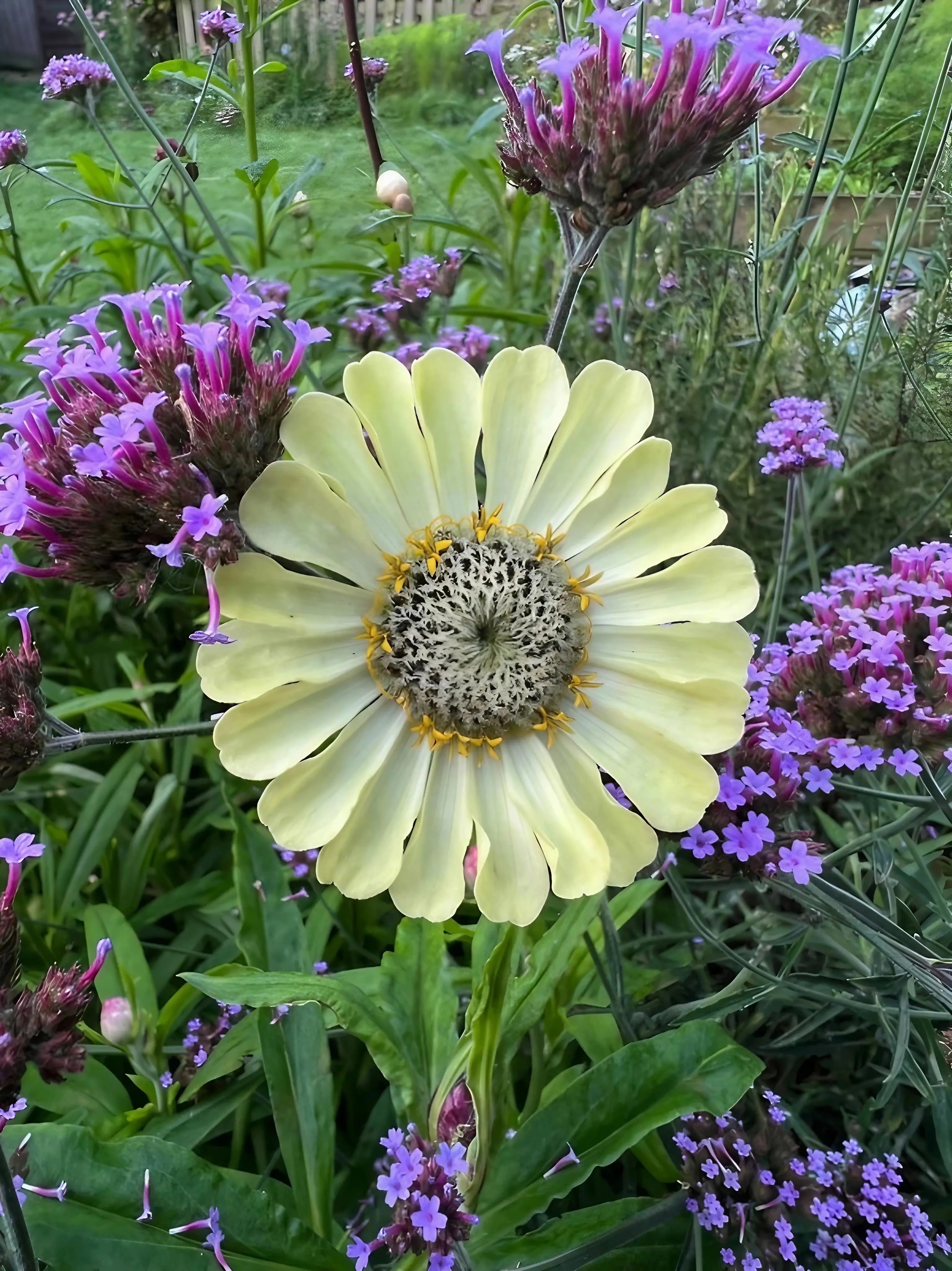 Zinnia Green Envy - REGN